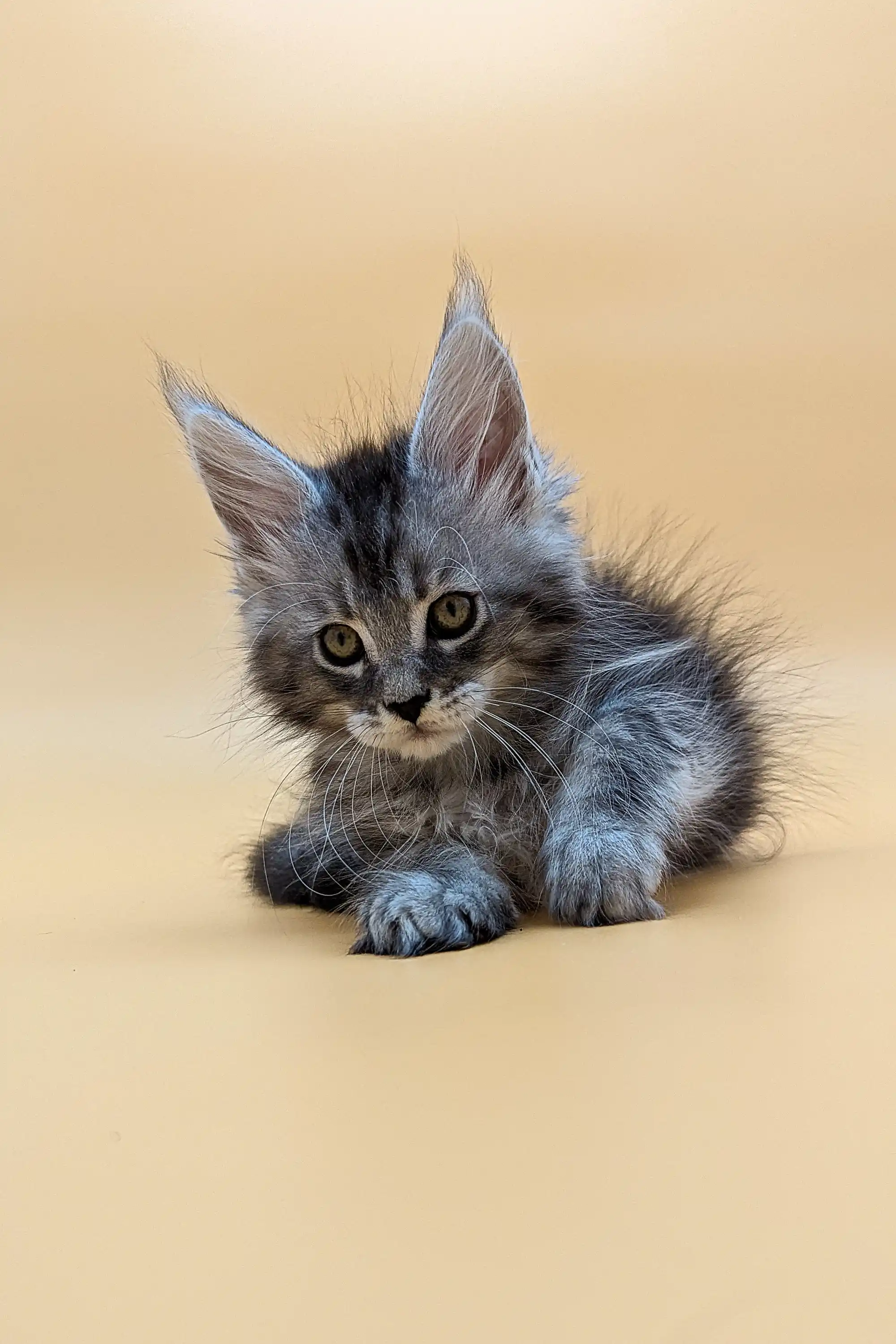 Vito | Maine Coon Kitten - Image 15