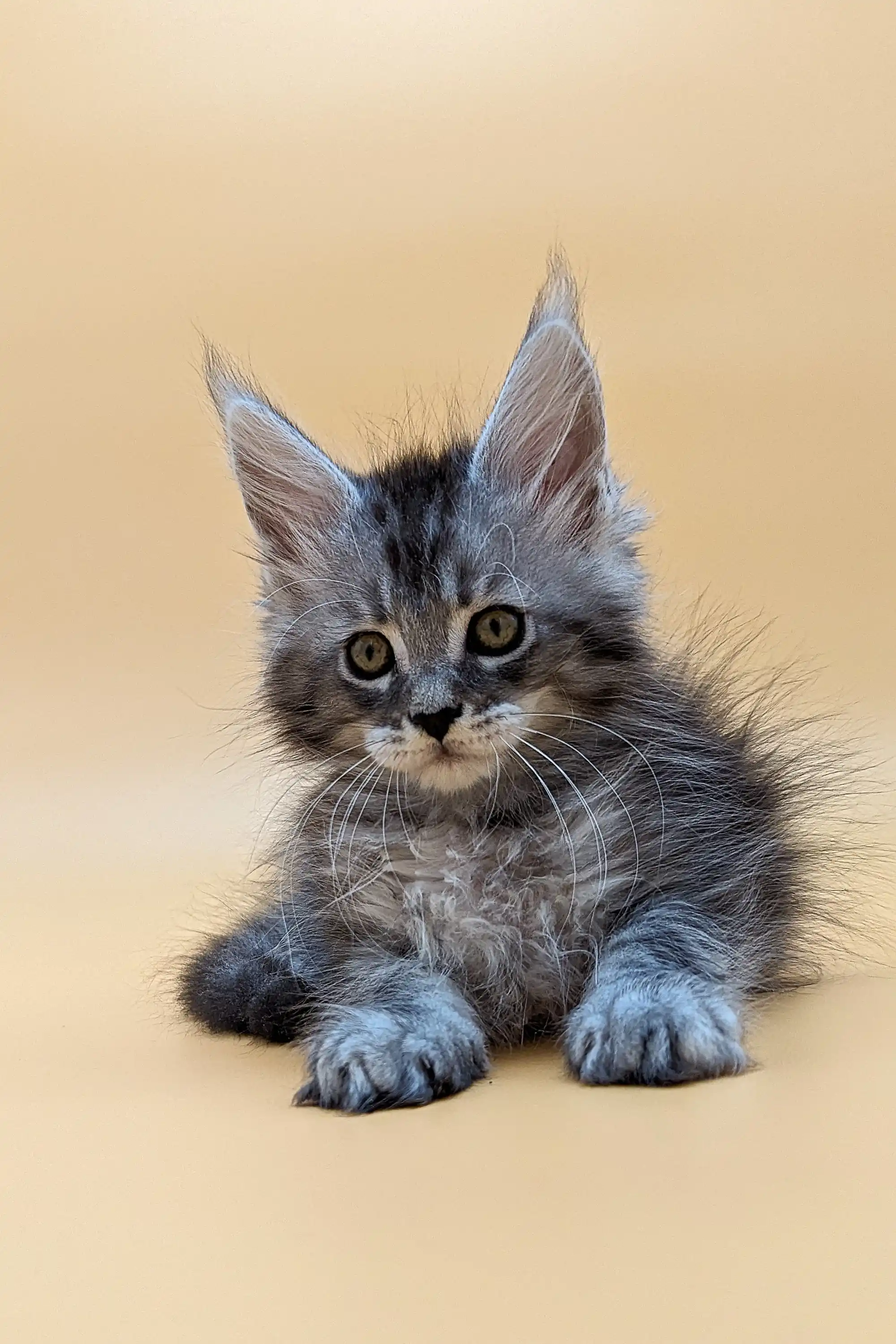 Vito | Maine Coon Kitten - Image 17