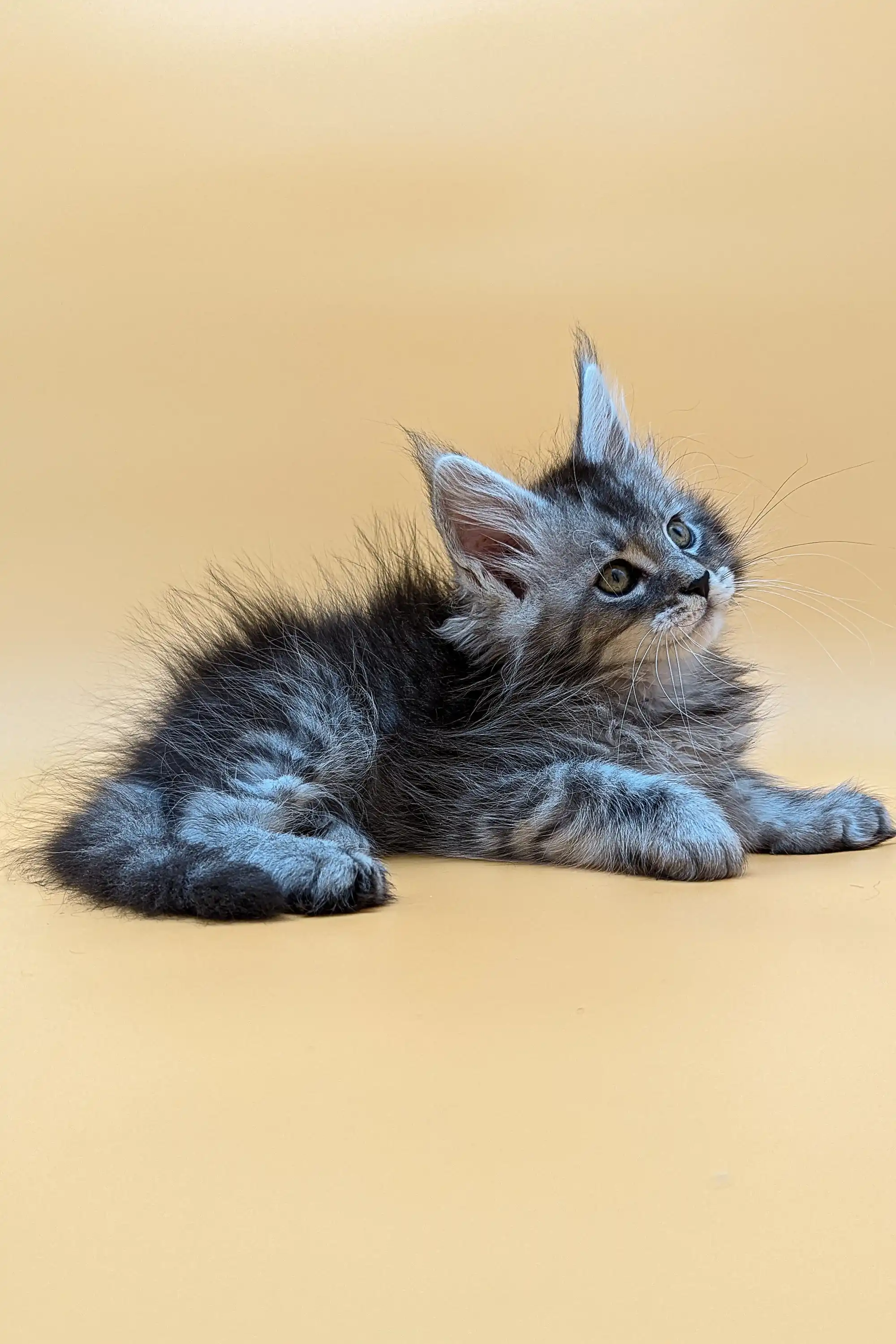 Vito | Maine Coon Kitten - Image 8