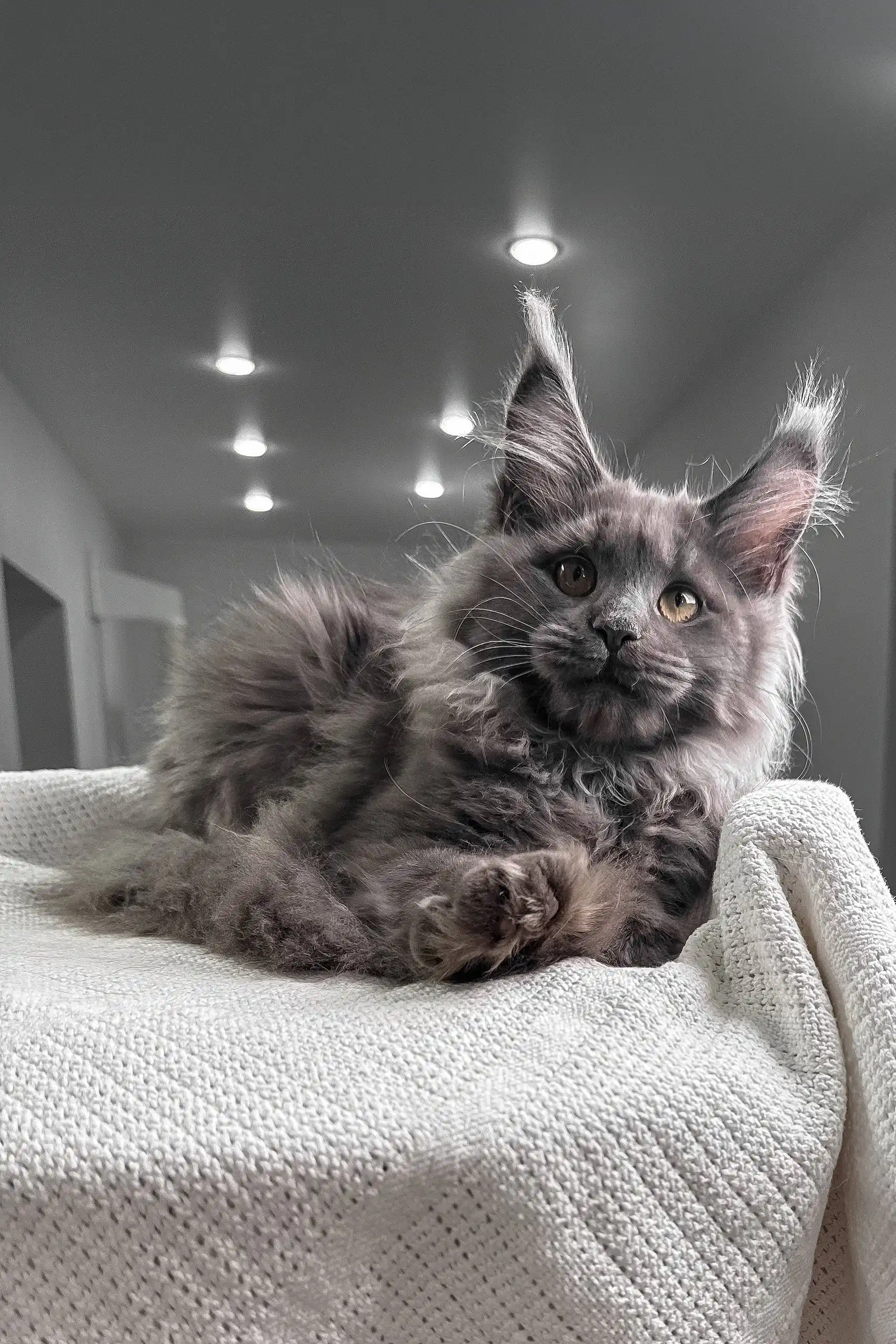 Vivien | Maine Coon Kitten - Image 4