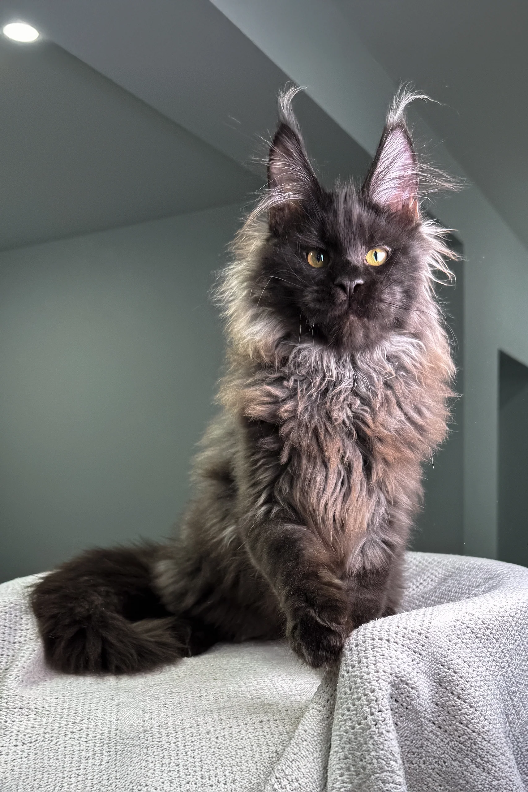 Voland | Maine Coon Kitten - Image 9