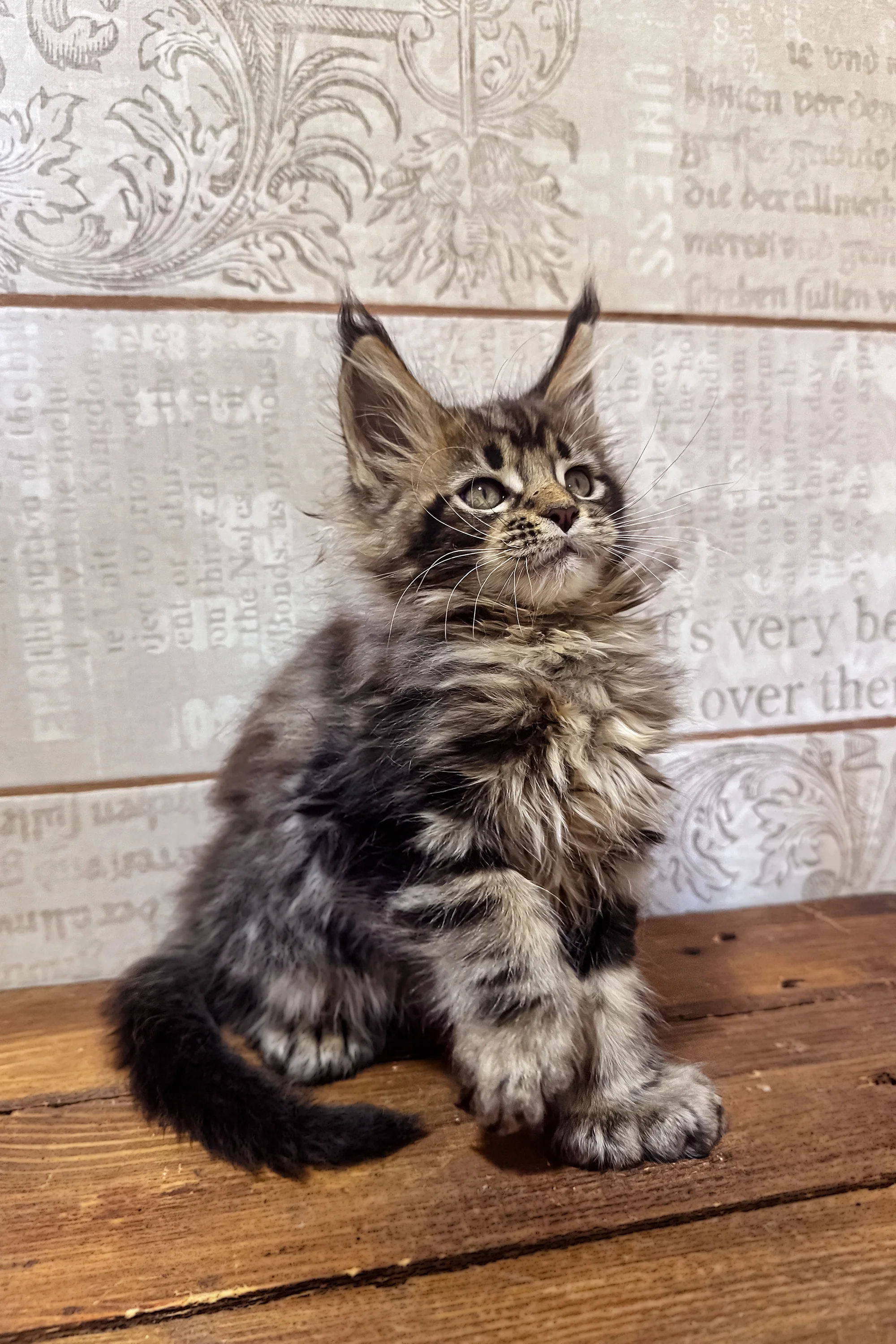Volik | Polydactyl Maine Coon - Image 4