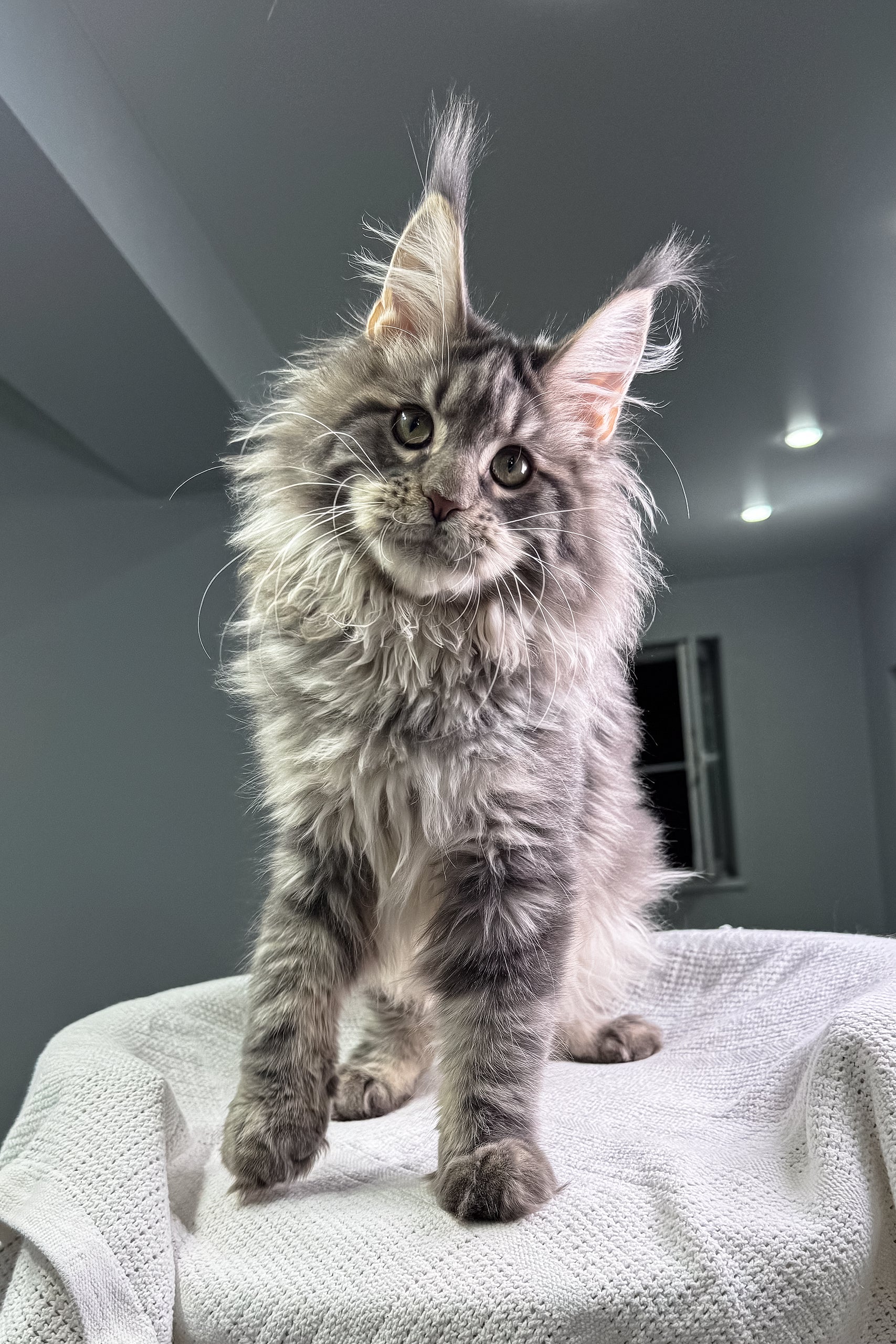 Wackywoo | Maine Coon Kitten - Image 4