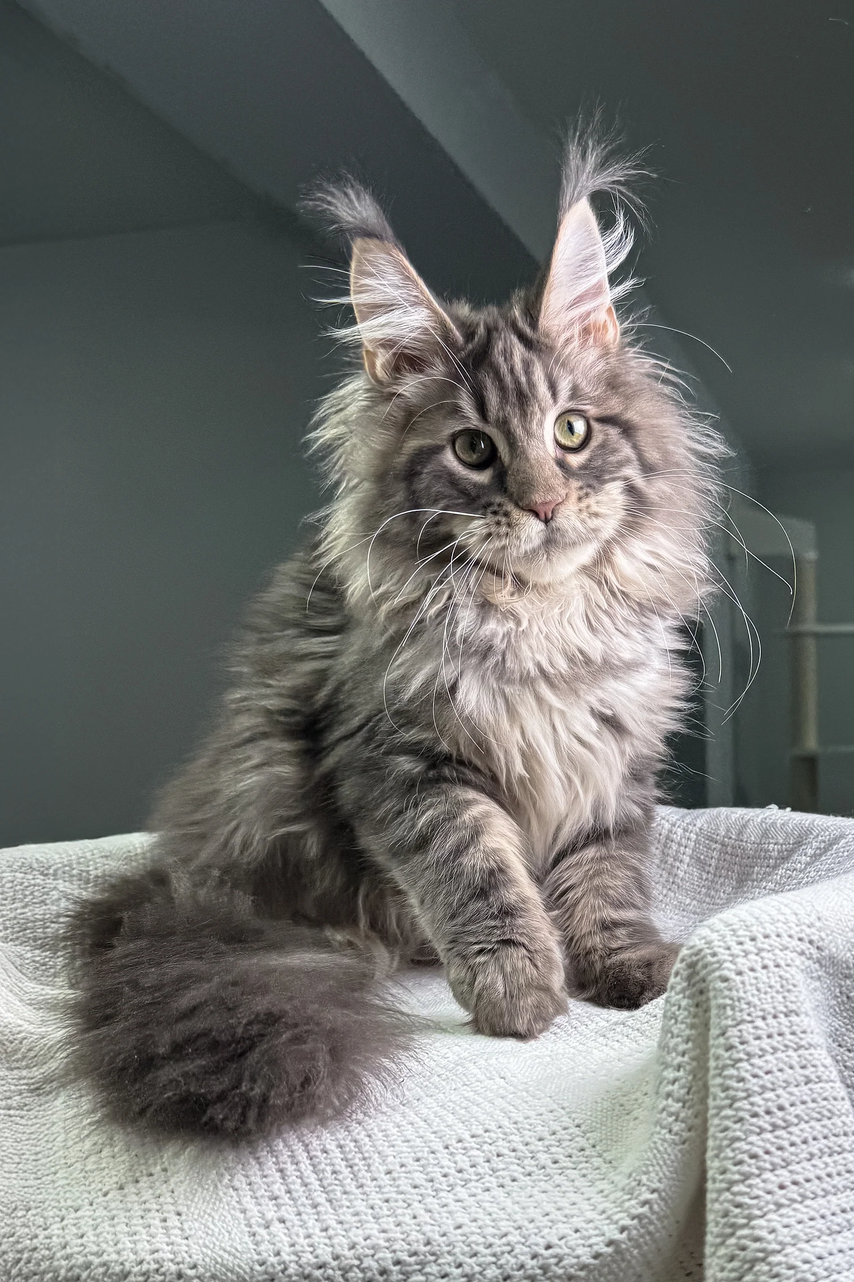Wackywoo | Maine Coon Kitten - Image 8