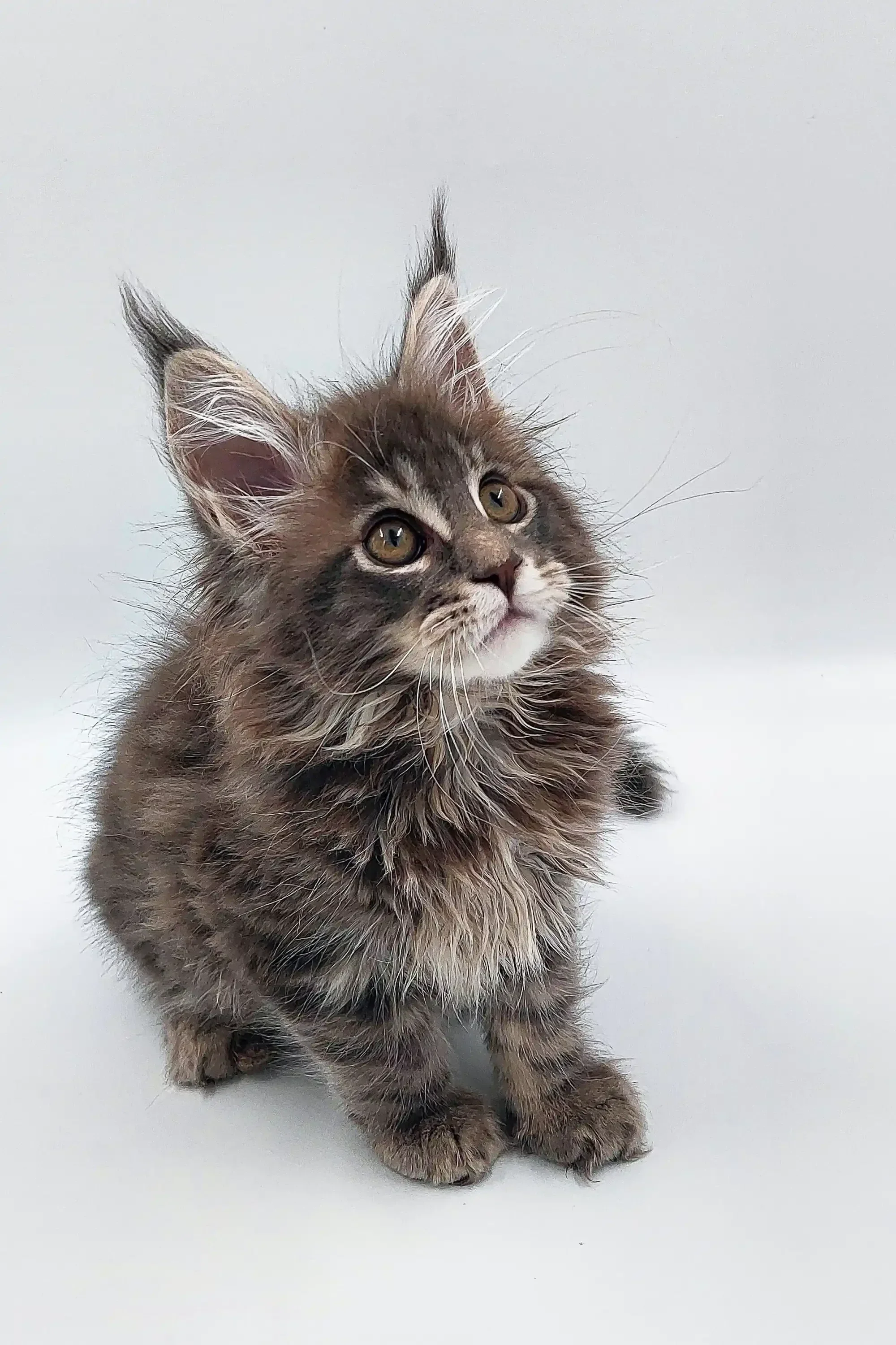 Wagner | Maine Coon Kitten - Image 5
