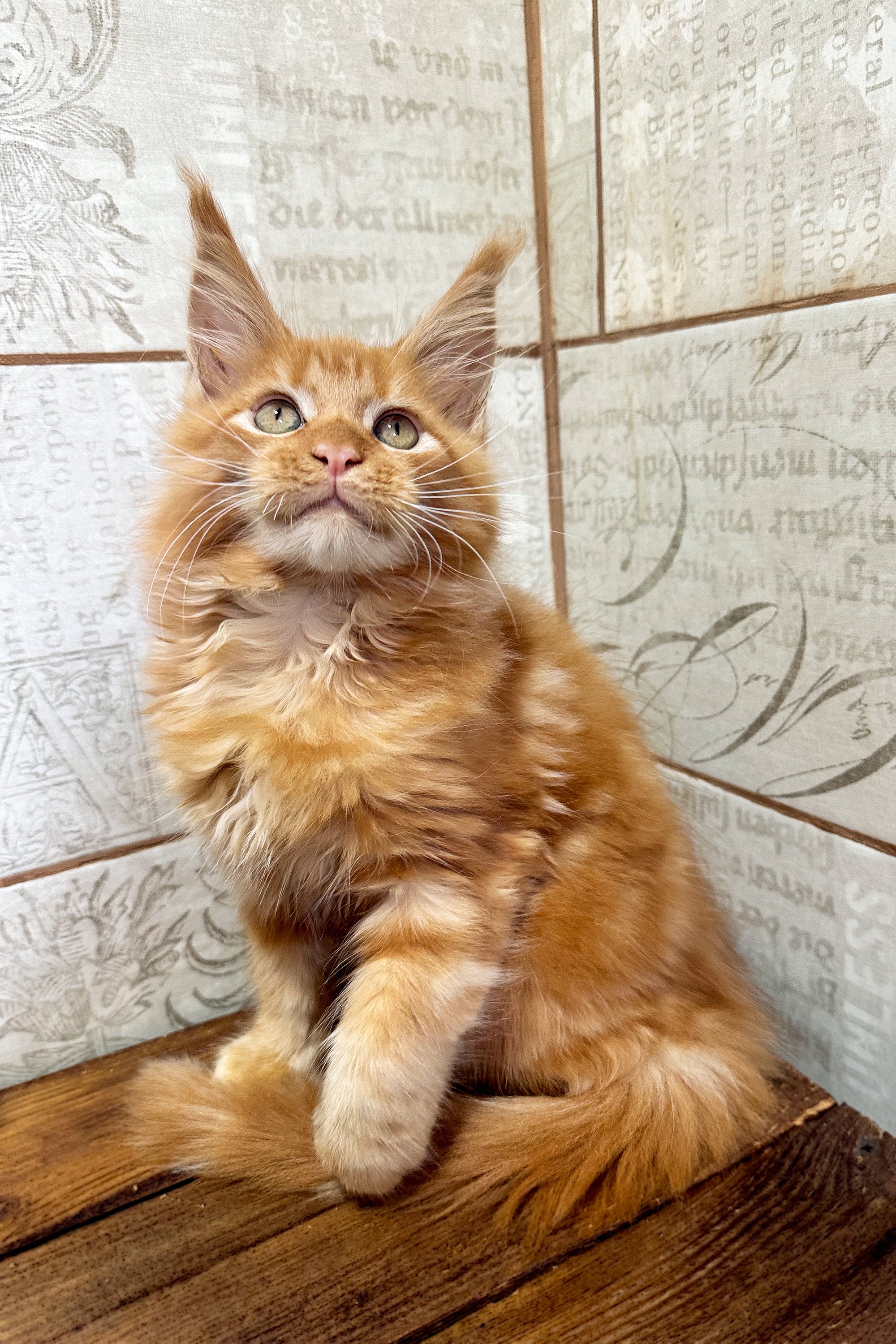 Wales | Maine Coon Kitten - Image 2