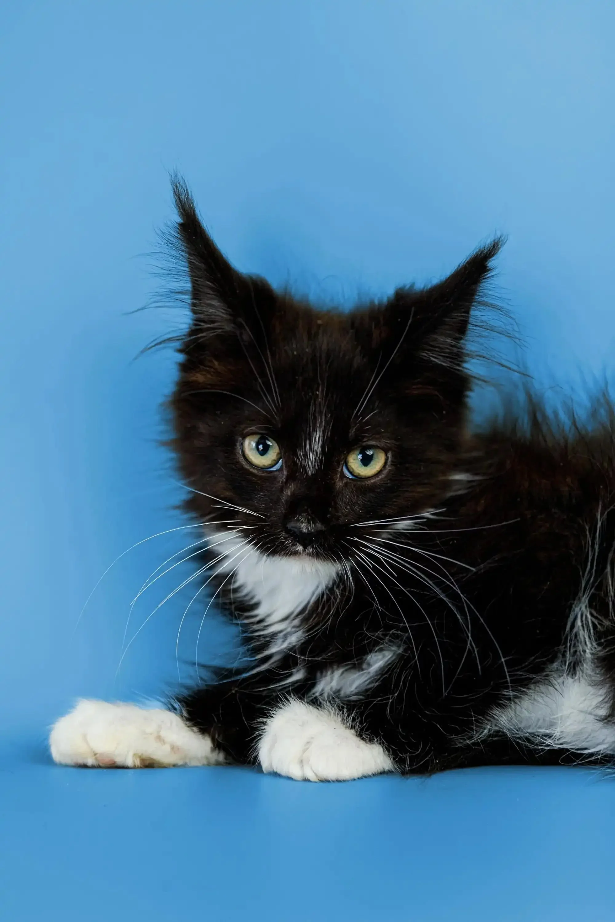 Walker | Maine Coon Kitten - Image 8