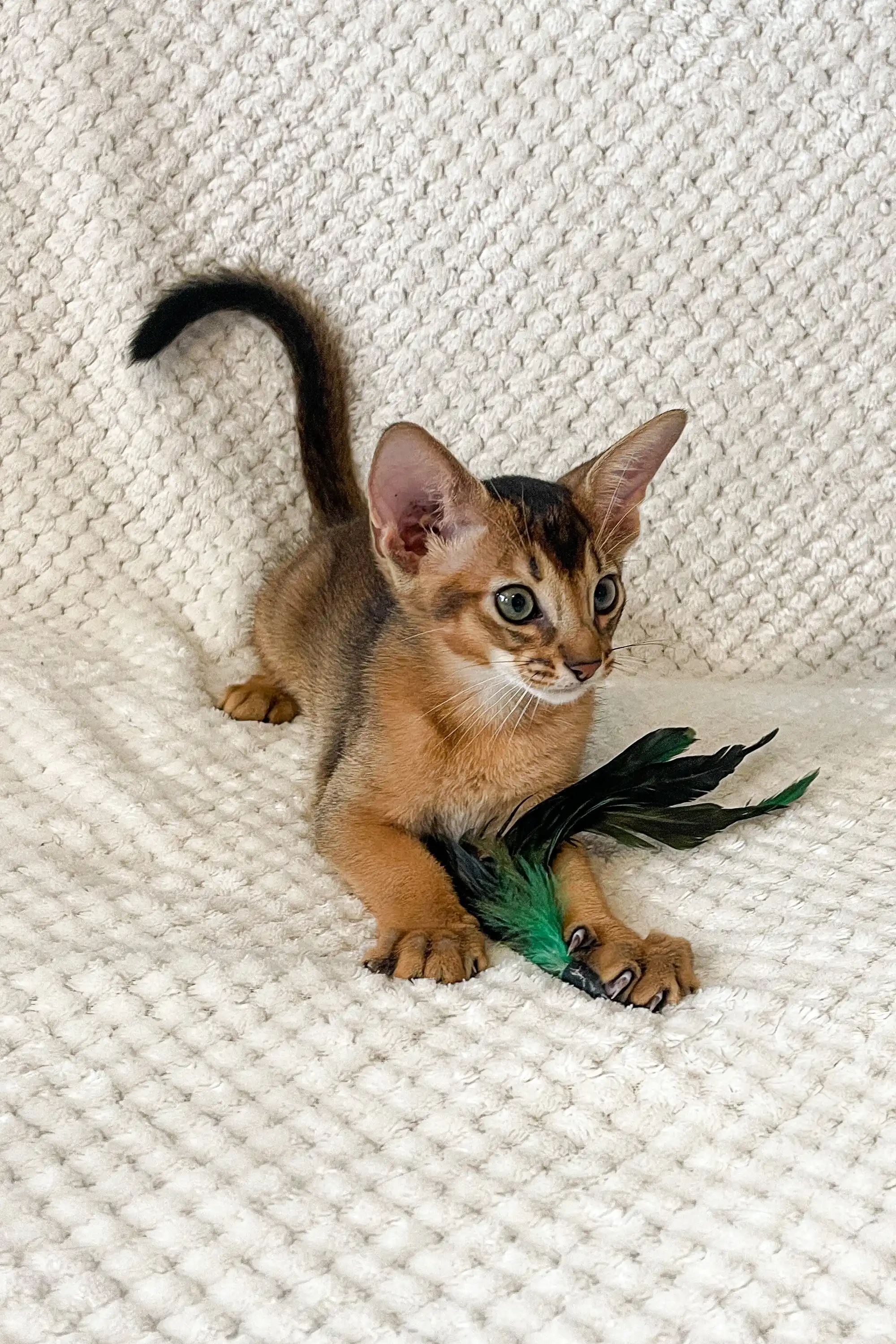 Wally | Abyssinian Kitten - Image 3