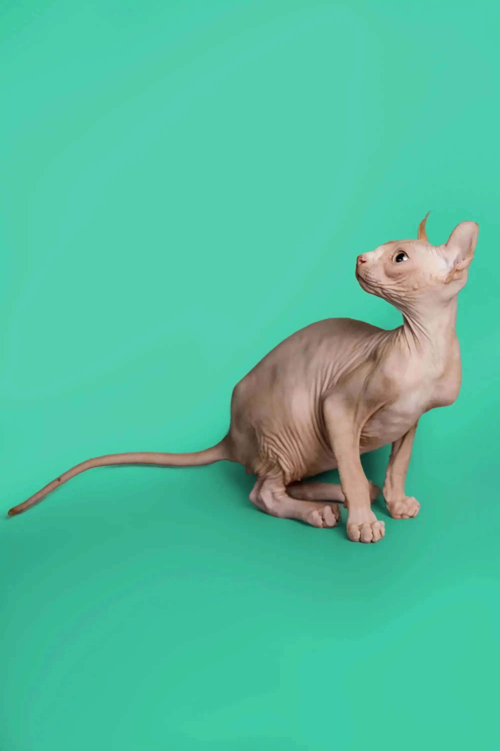 Wally | Elf Kitten - Image 16