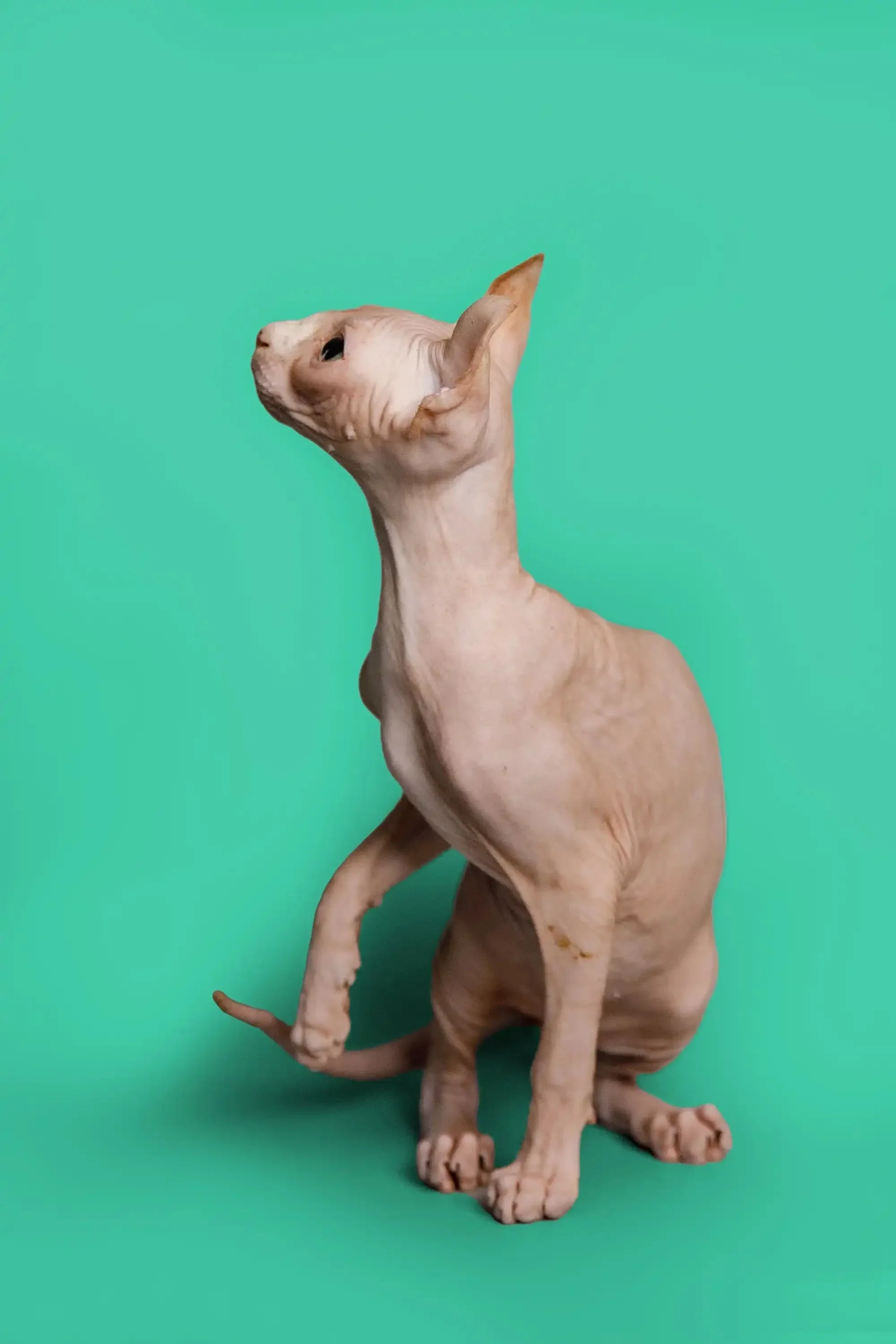 Wally | Elf Kitten - Image 20