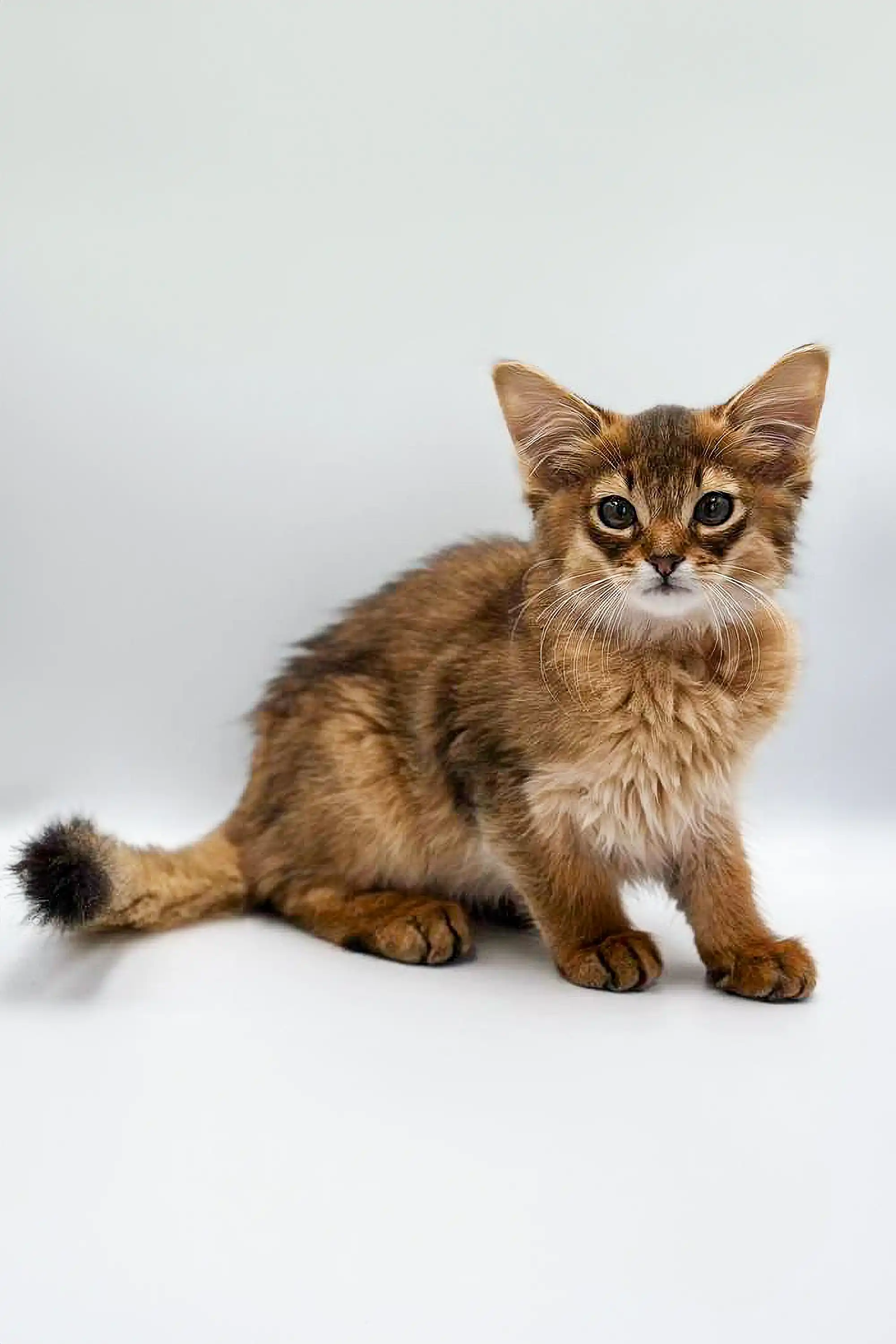 Walter | Somali Kitten - Image 4