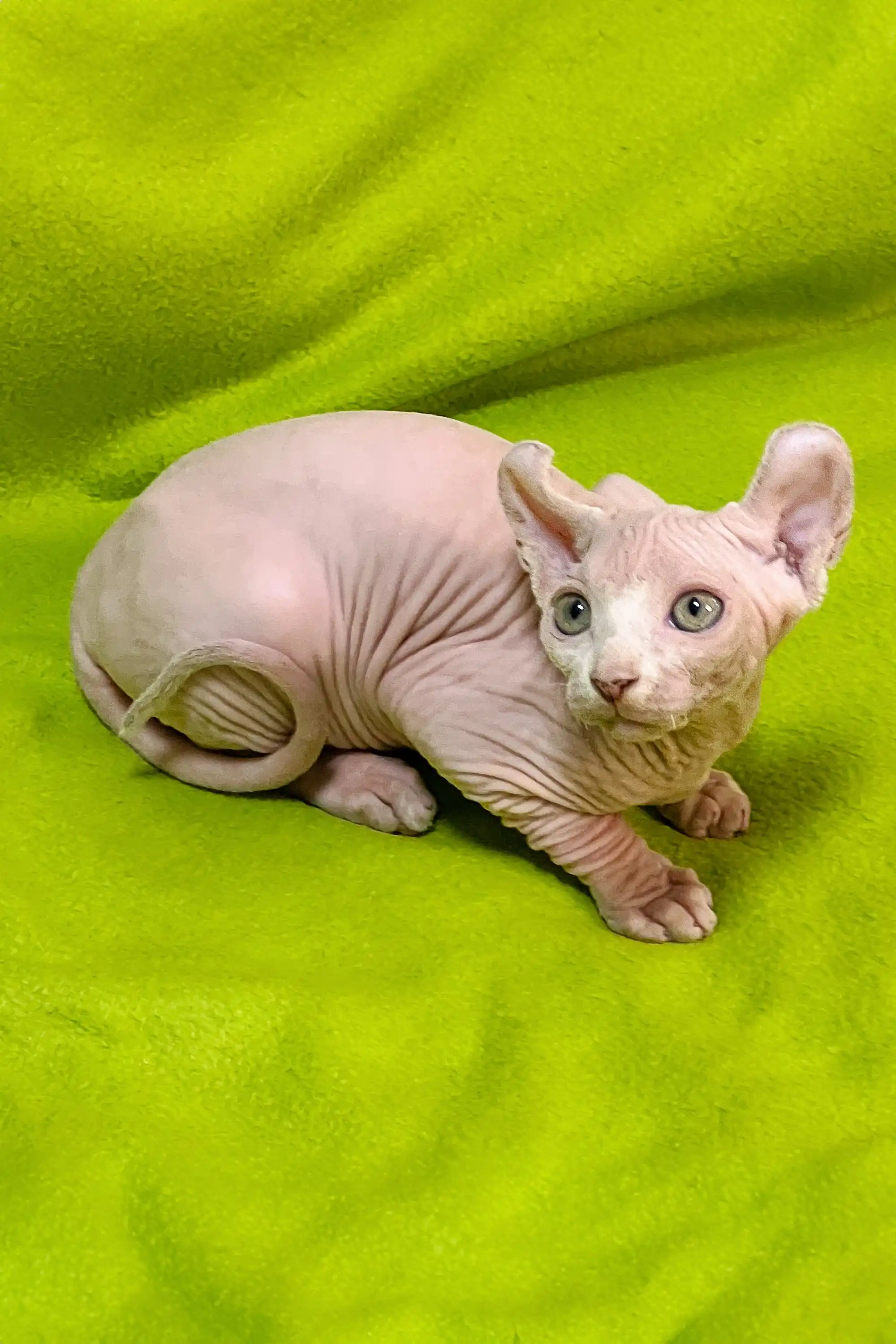 Walum | Elf Kitten - Image 6
