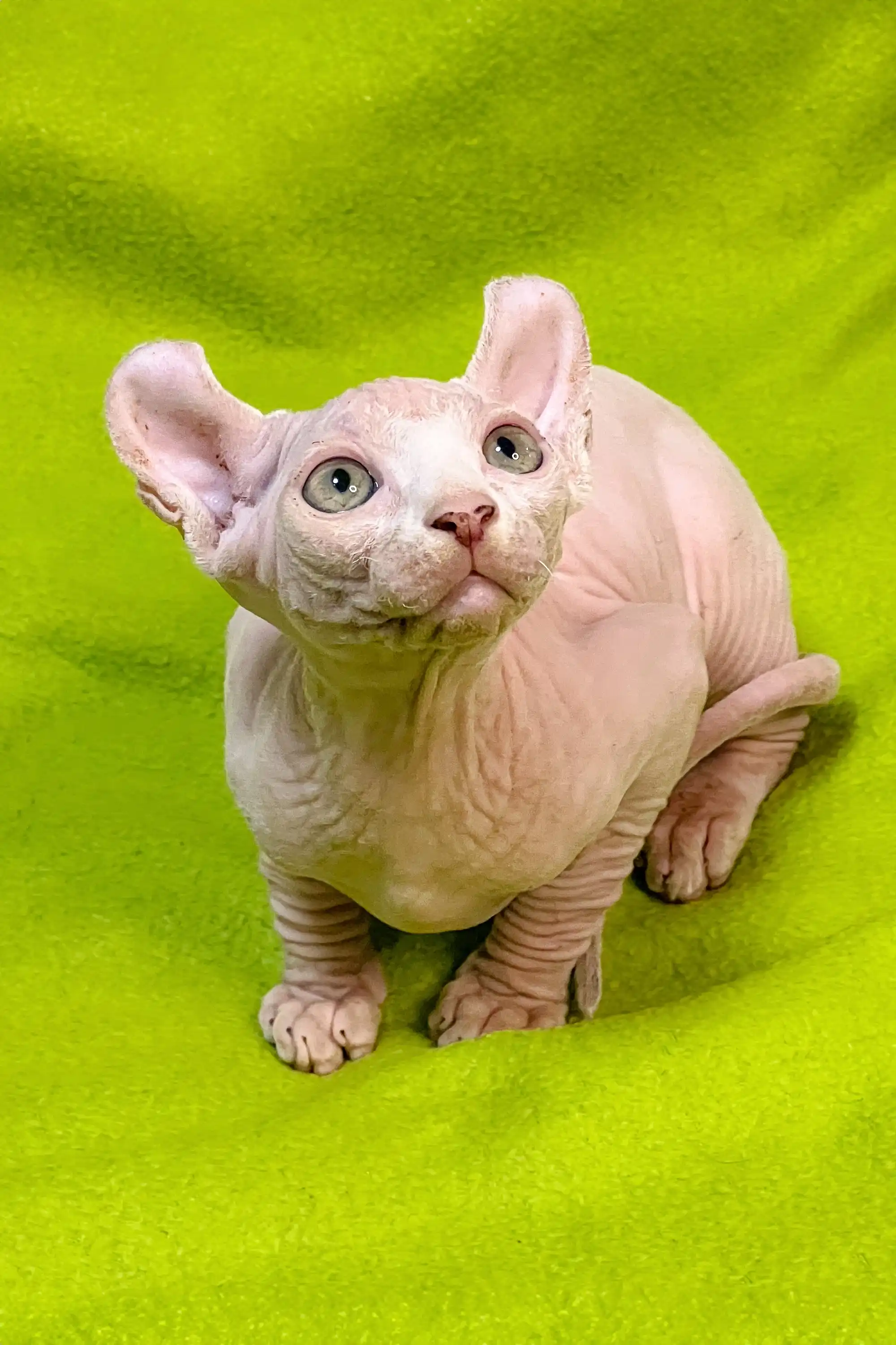 Walum | Elf Kitten - Image 8