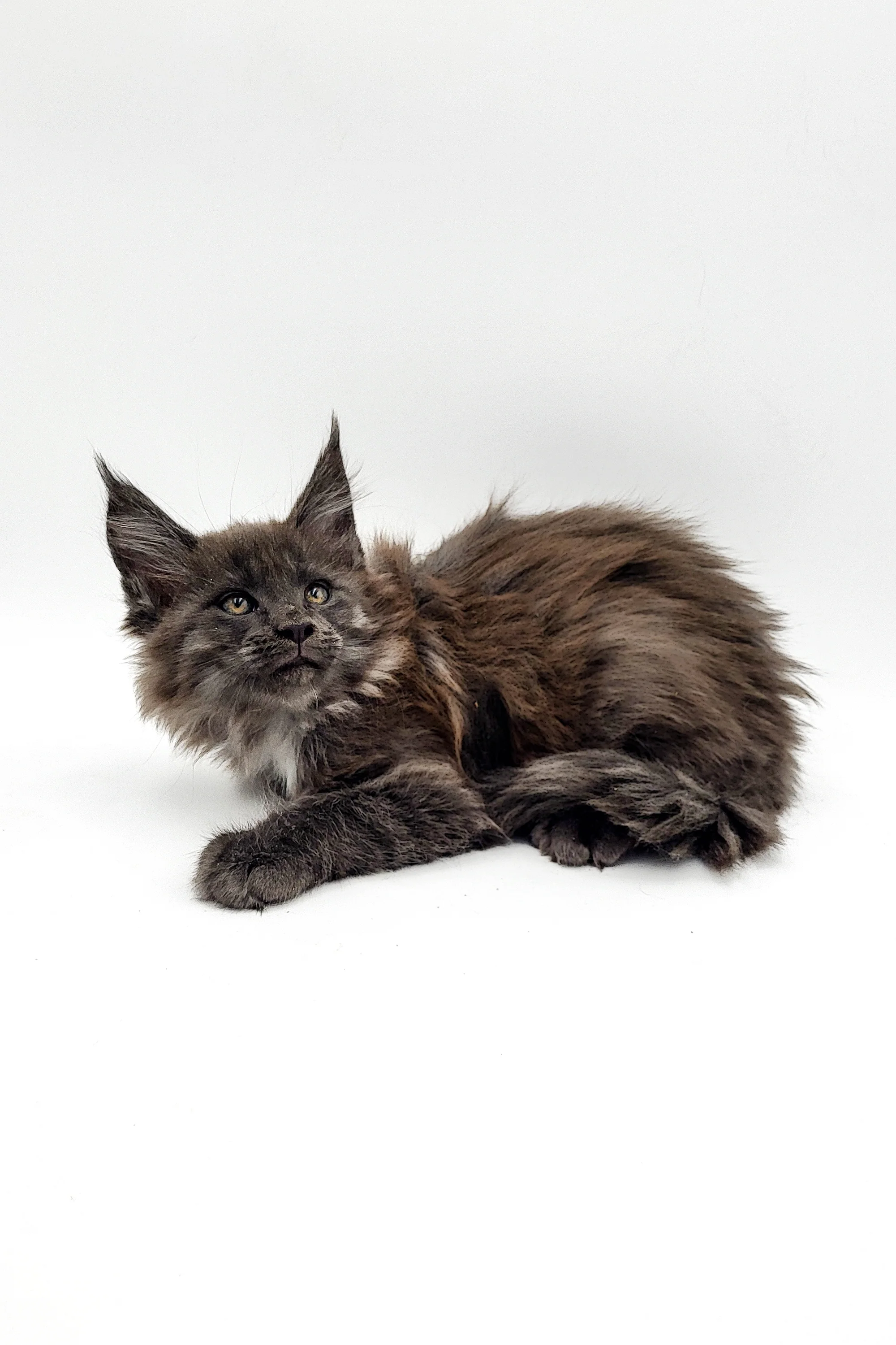 Wanda | Maine Coon Kitten - Image 6