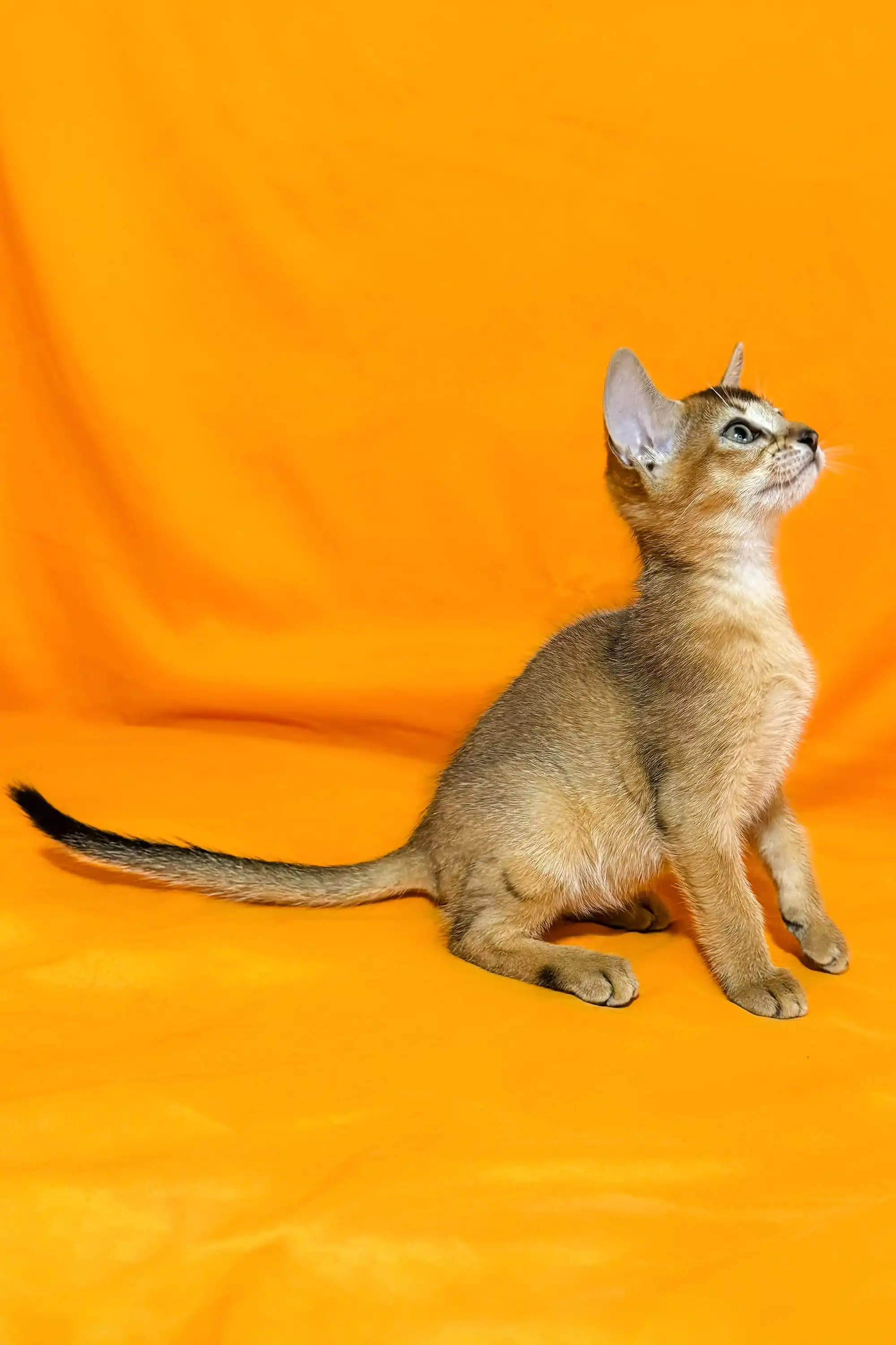 Wanessa | Abyssinian Kitten - Image 4