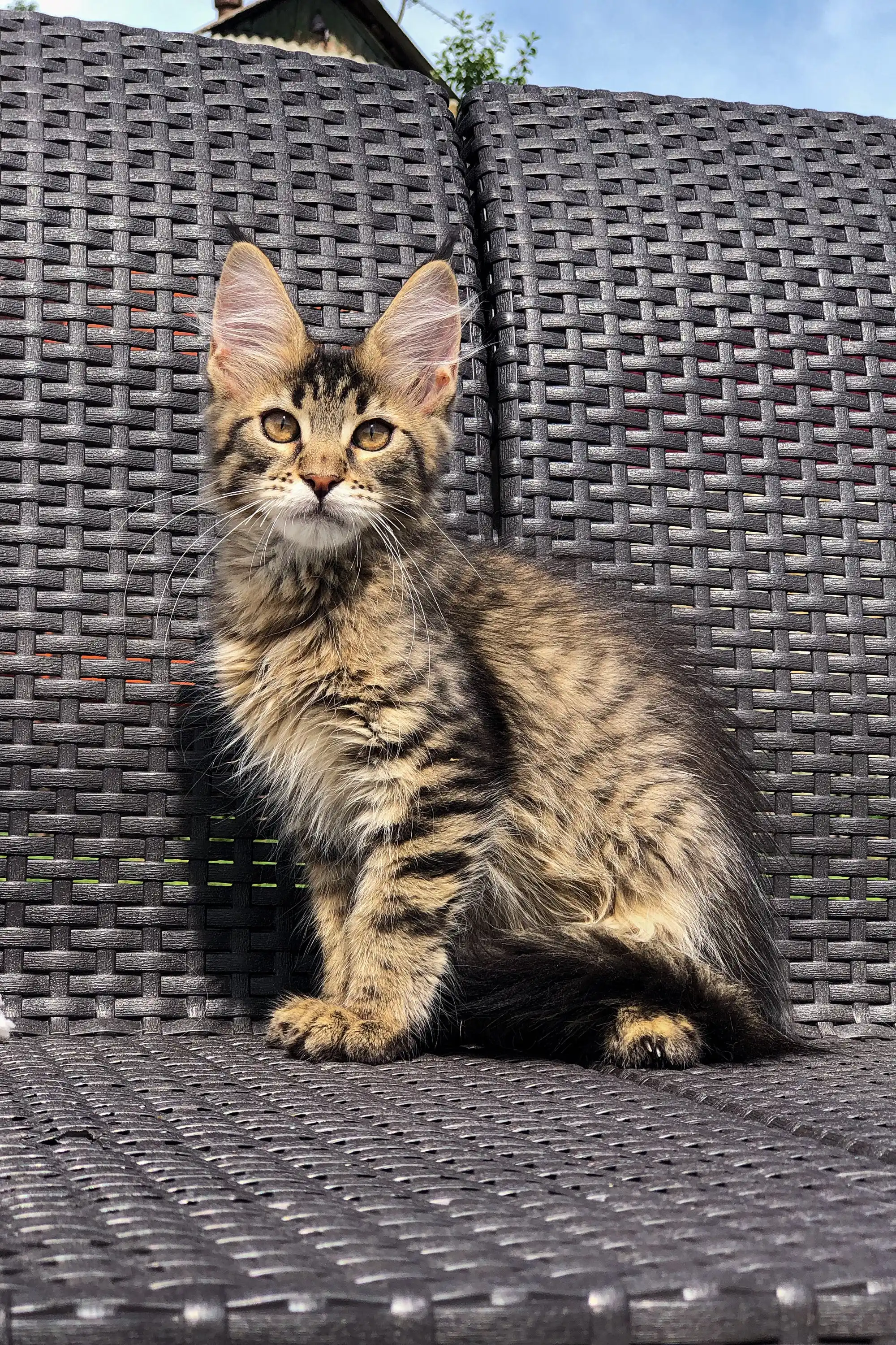 Washington | Maine Coon Kitten - Image 8