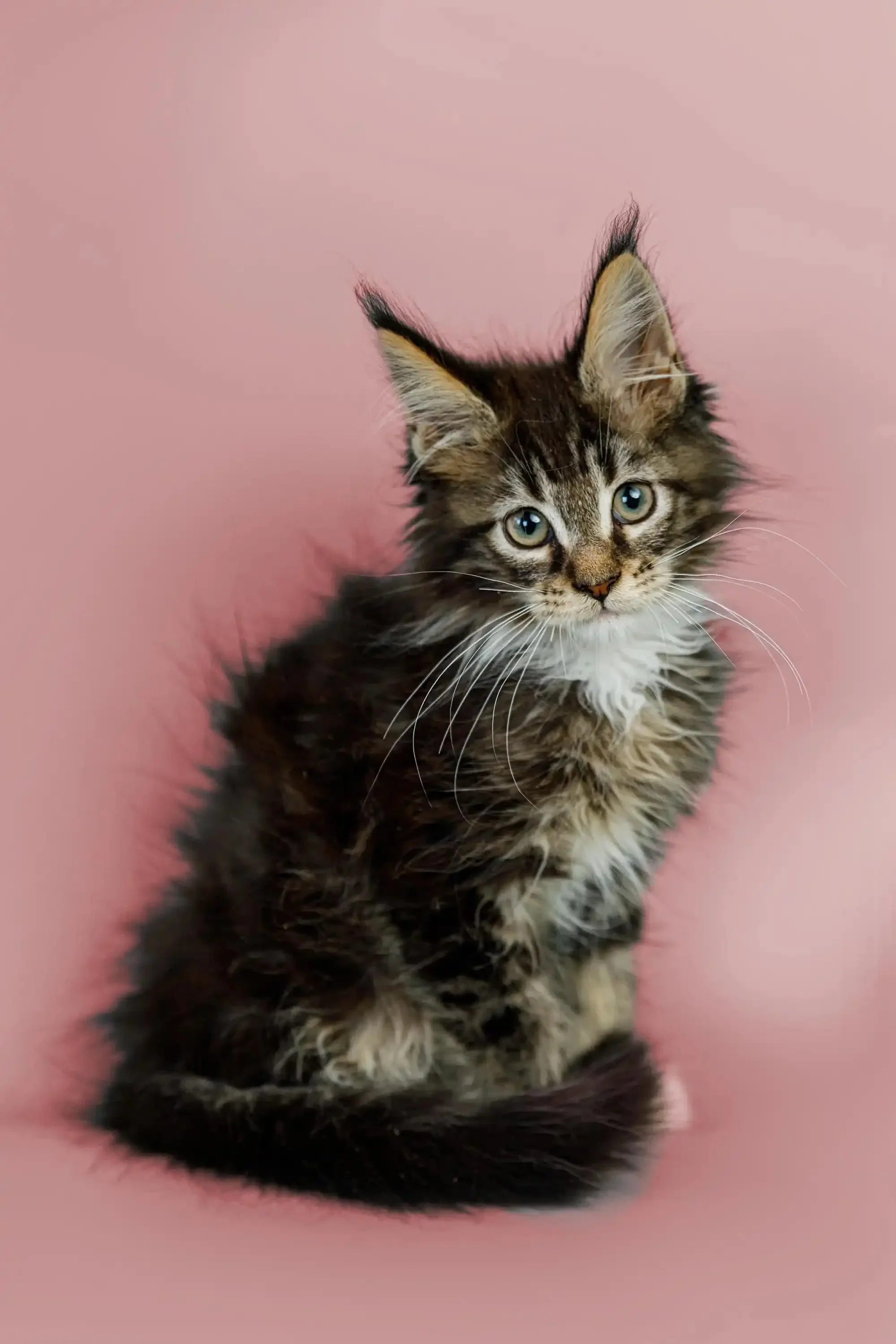 Washington | Maine Coon Kitten - Image 10