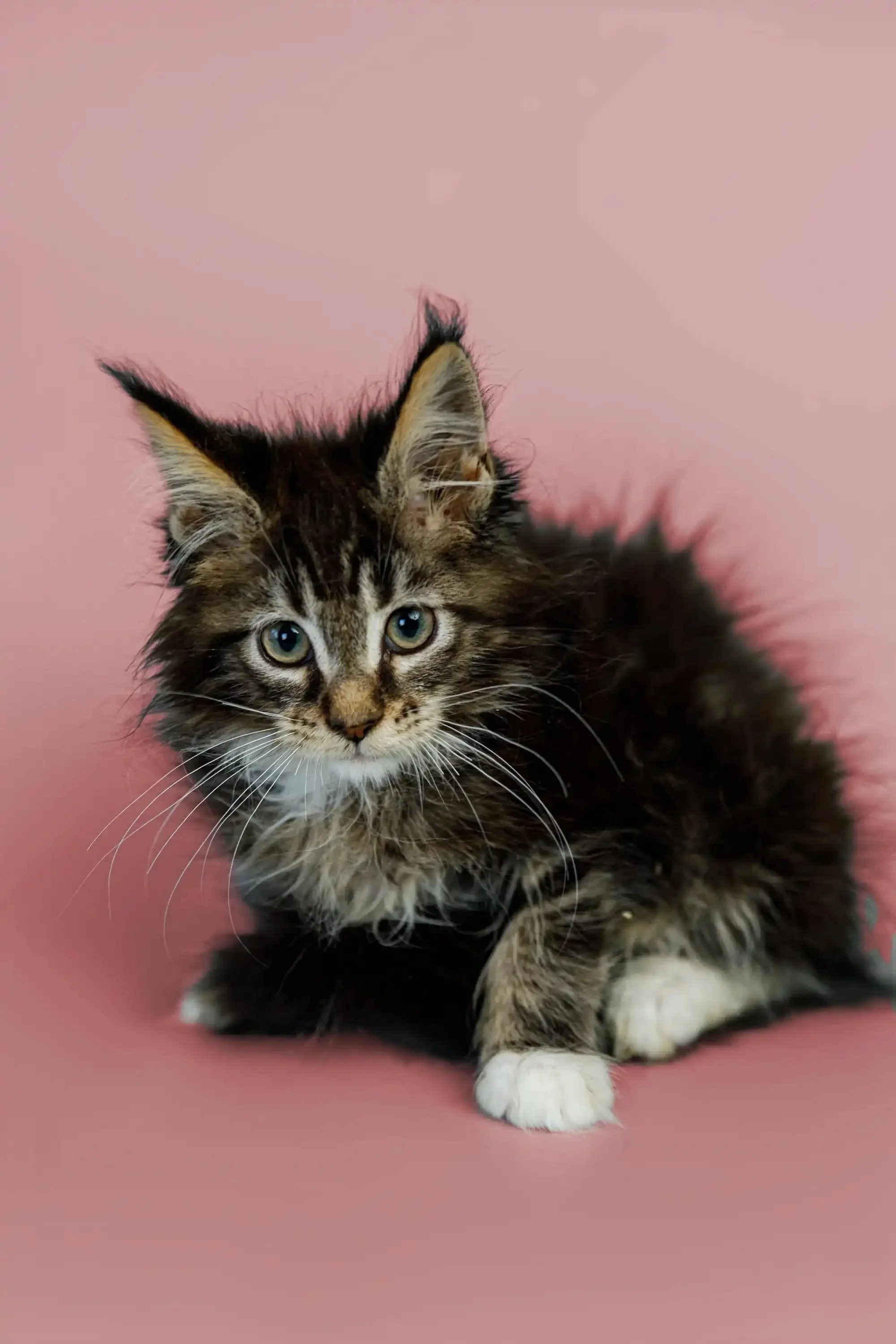 Washington | Maine Coon Kitten - Image 11