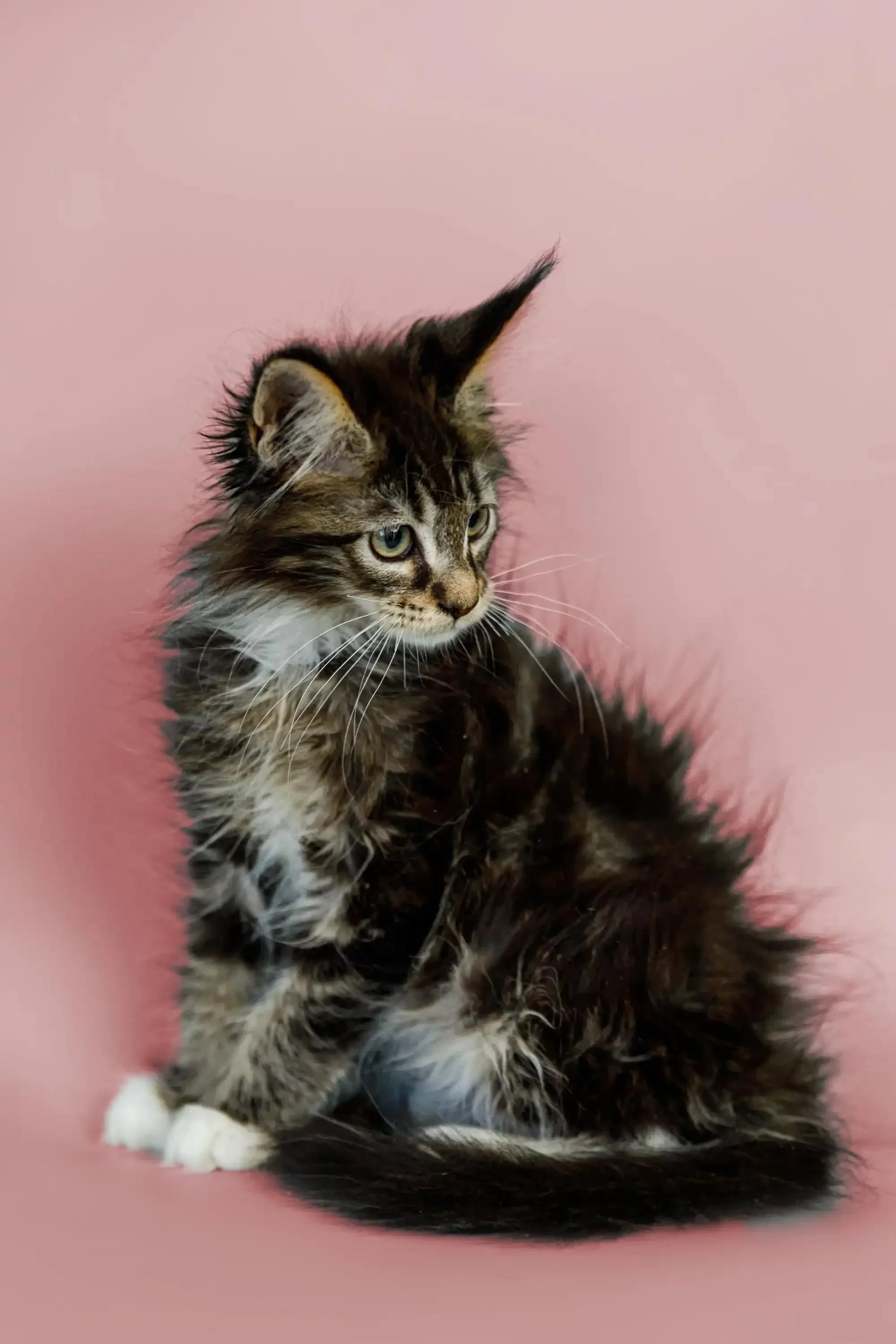 Washington | Maine Coon Kitten - Image 6
