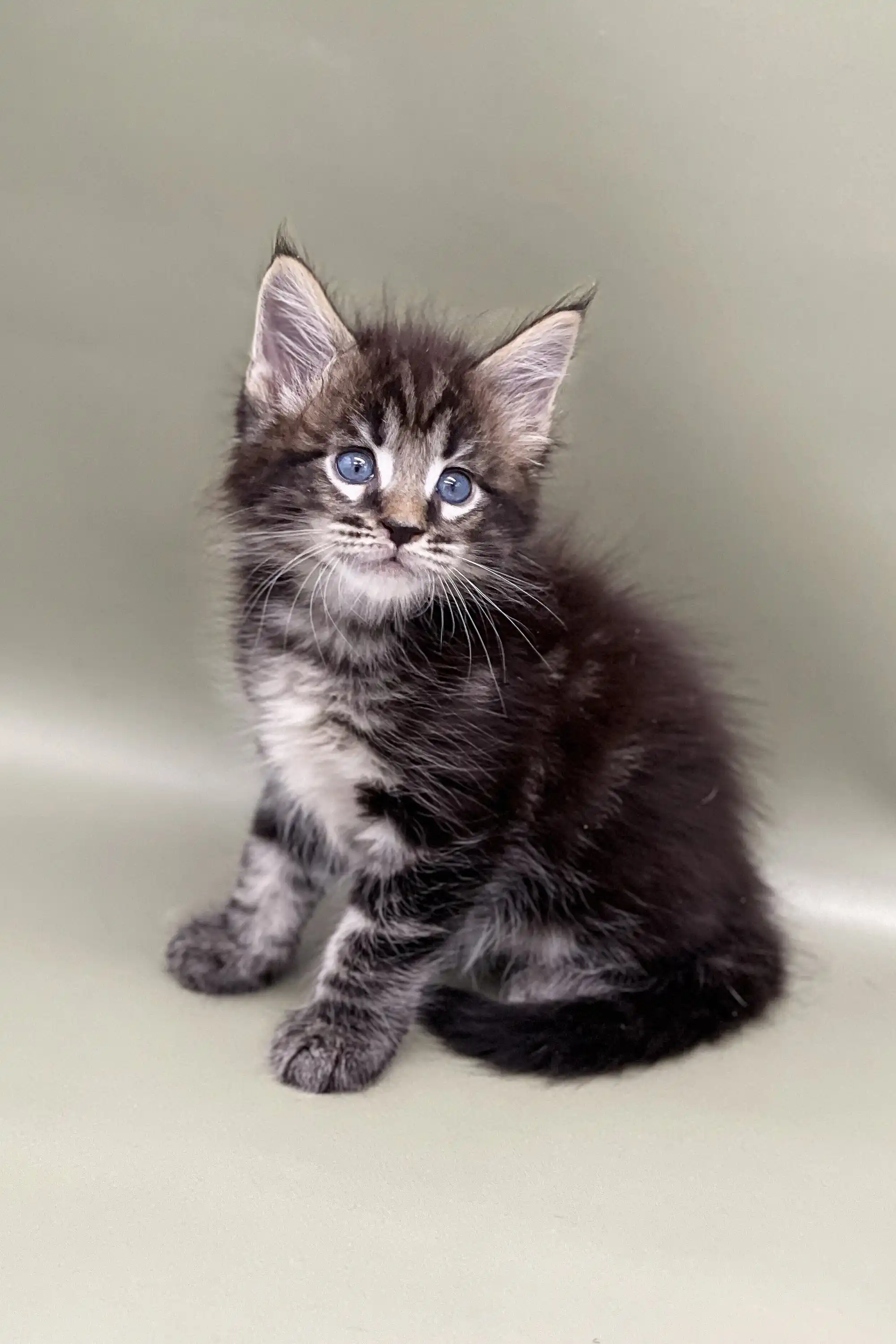 Watan | Maine Coon Kitten - Image 3