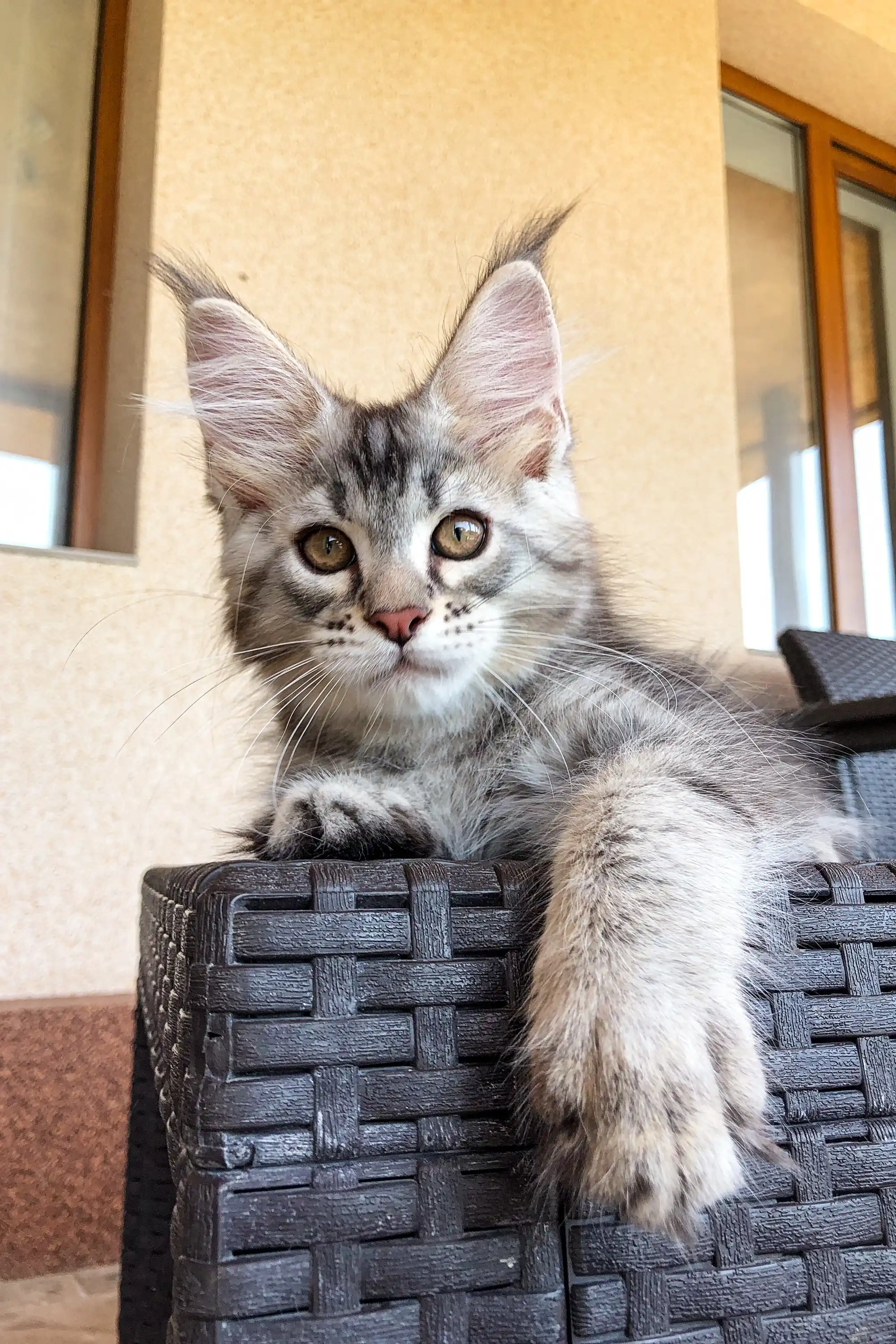 Wayland | Maine Coon Kitten - Image 9