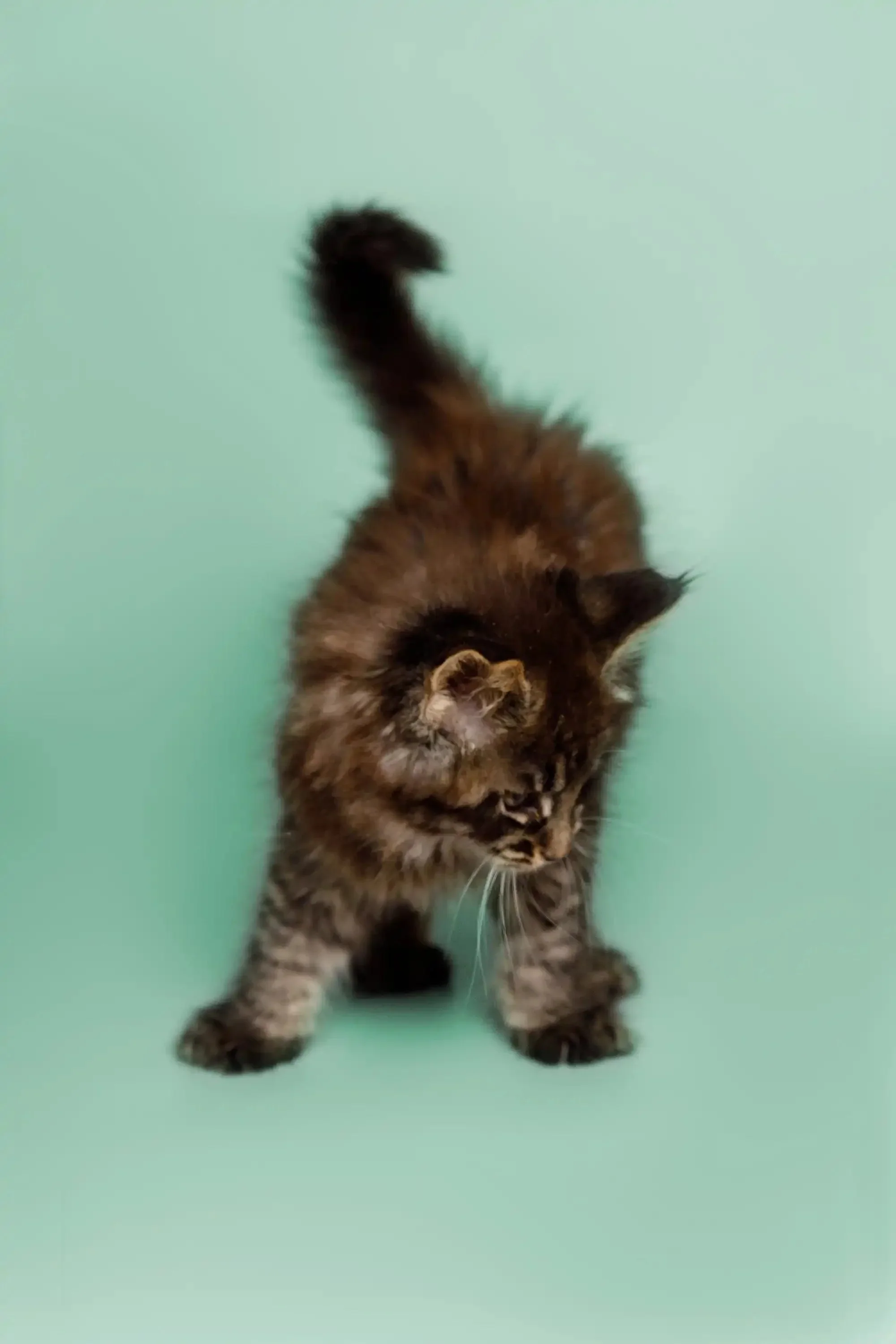 Wayne | Maine Coon Kitten - Image 11