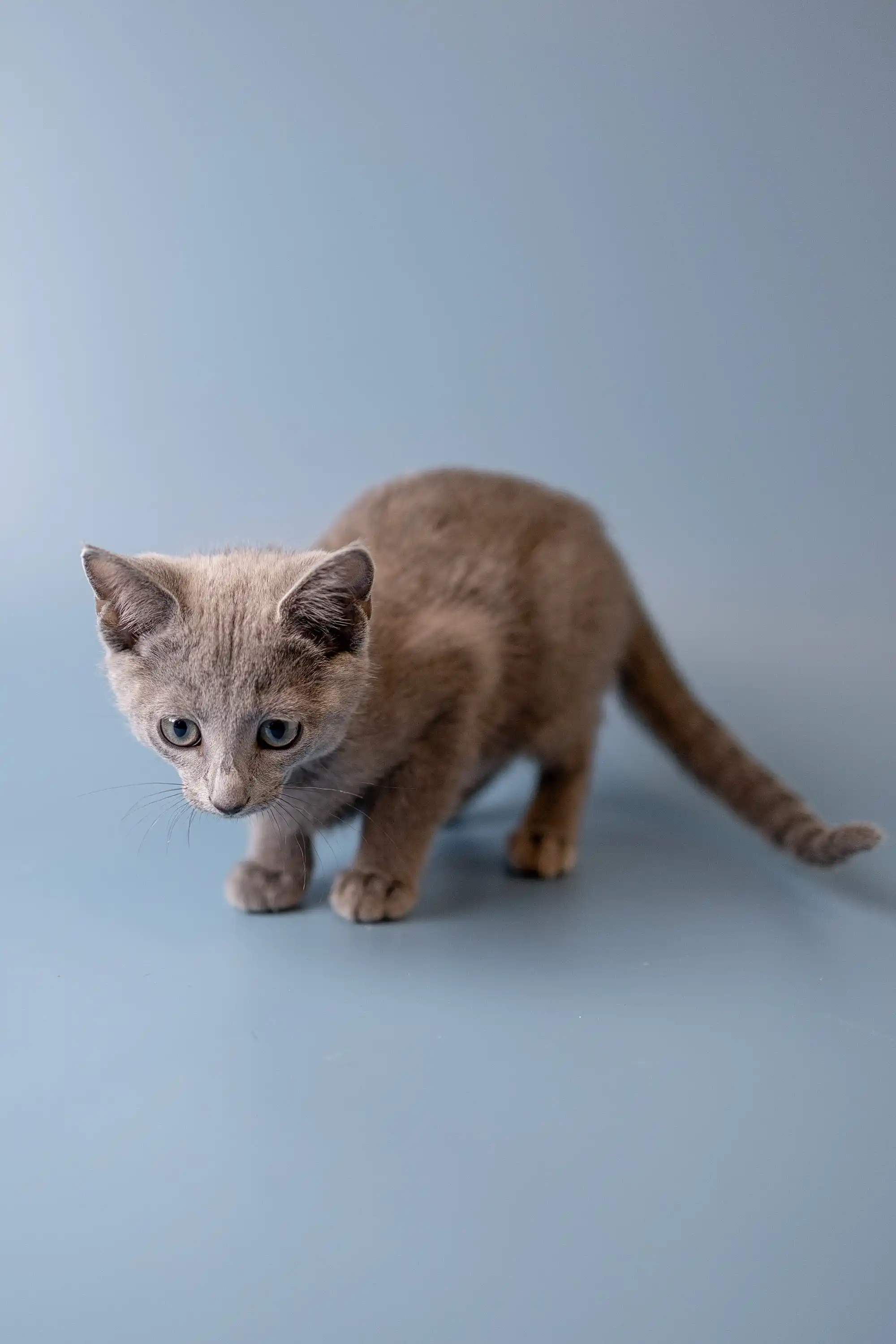 Wendi | Russian Blue Kitten - Image 15