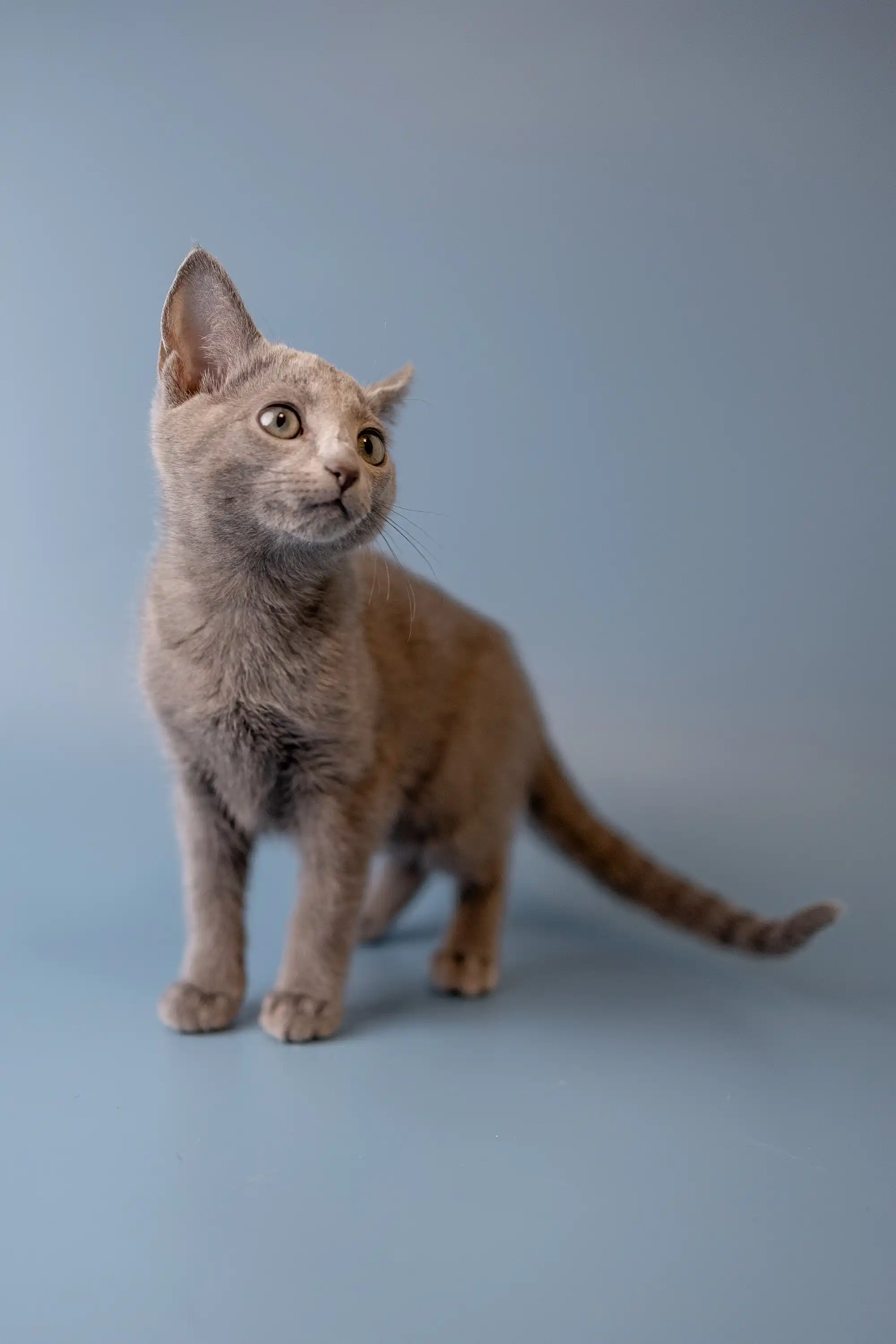 Wendi | Russian Blue Kitten - Image 17