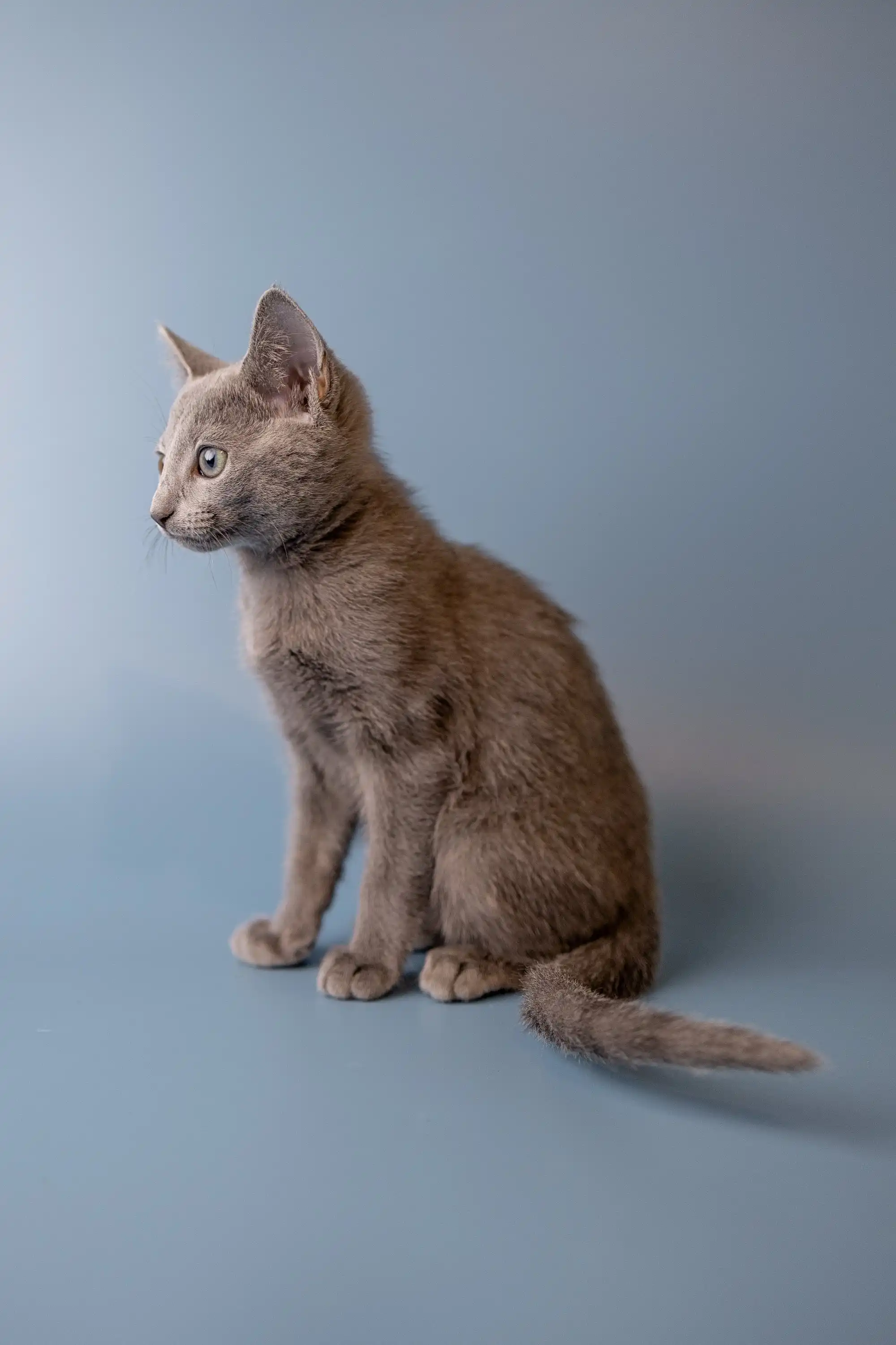 Wendi | Russian Blue Kitten - Image 21