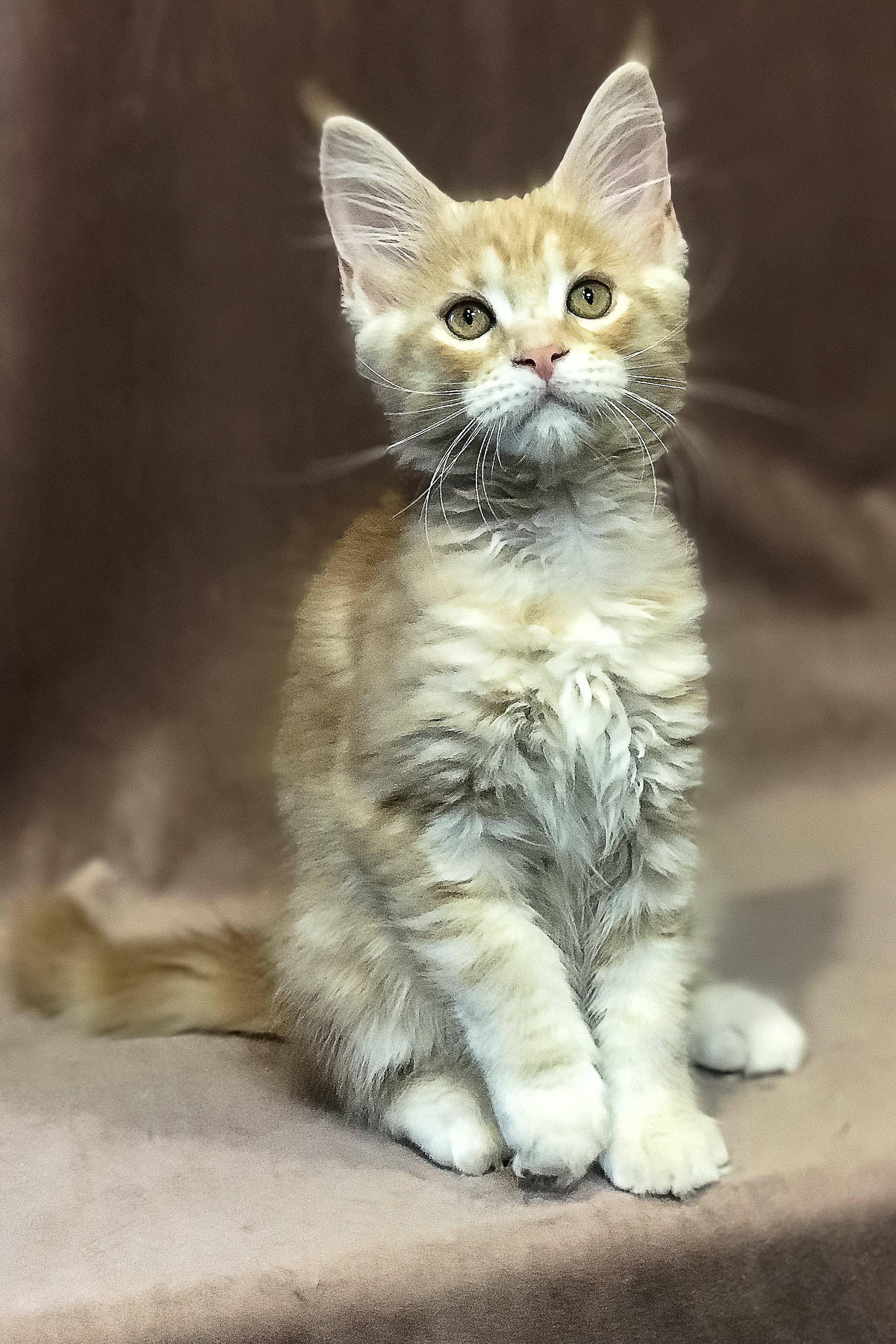 Wendy | Maine Coon Kitten - Image 2