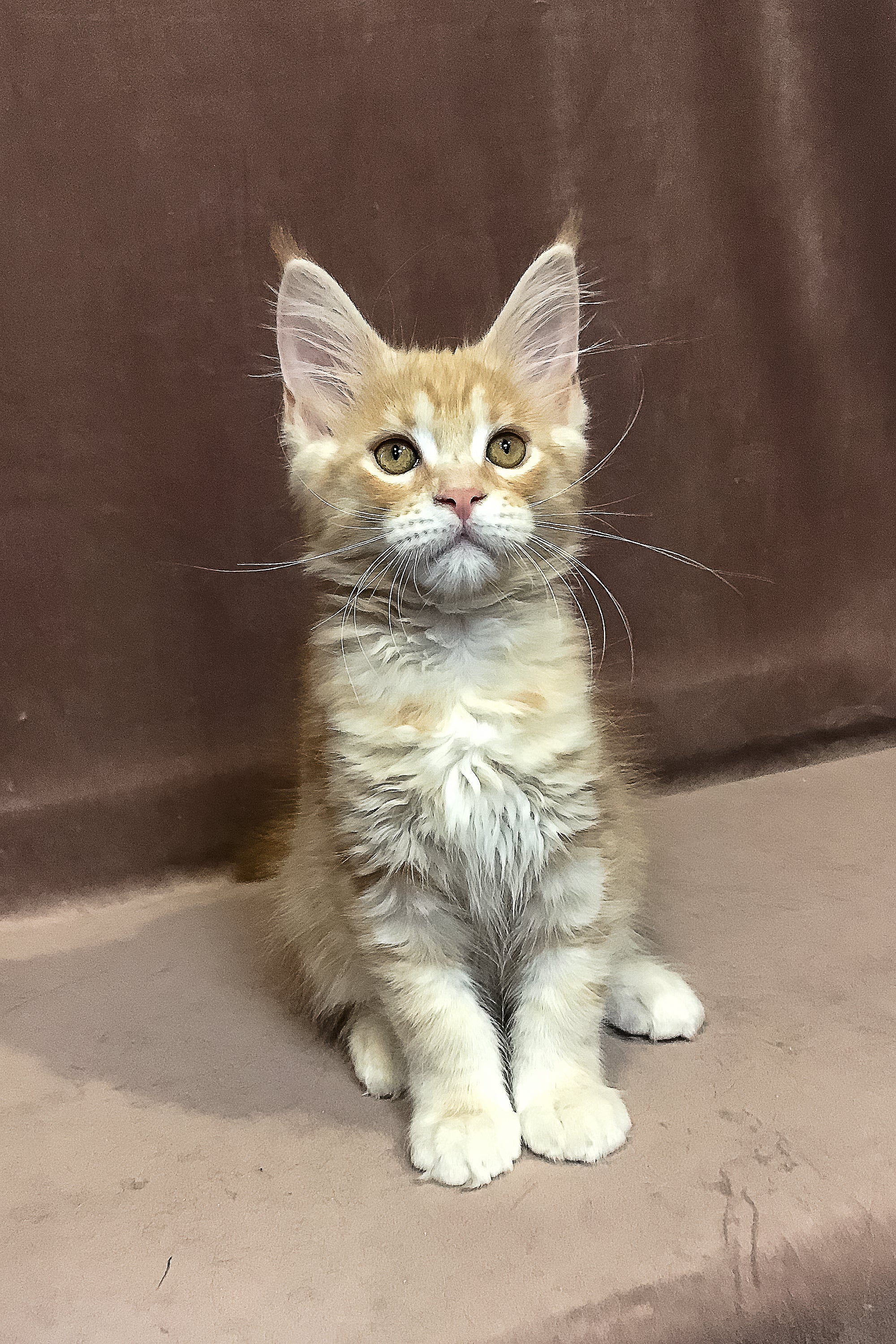 Wendy | Maine Coon Kitten - Image 4