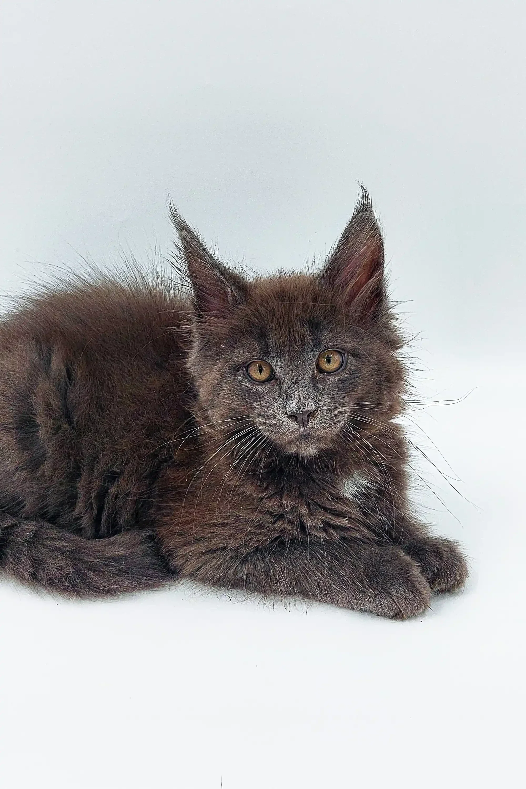 Weron | Maine Coon Kitten - Image 2
