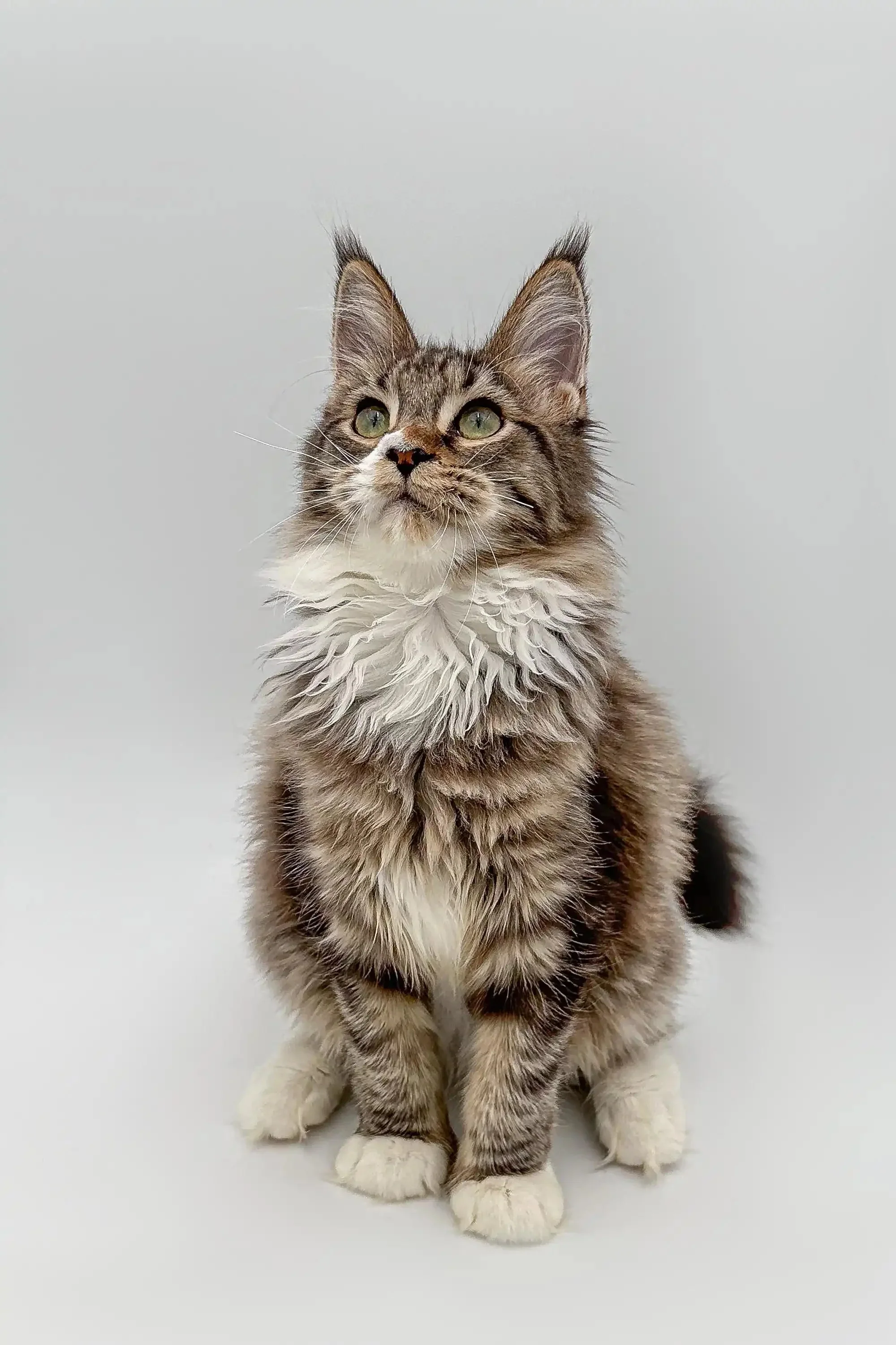 Weslia | Maine Coon Kitten - Image 8