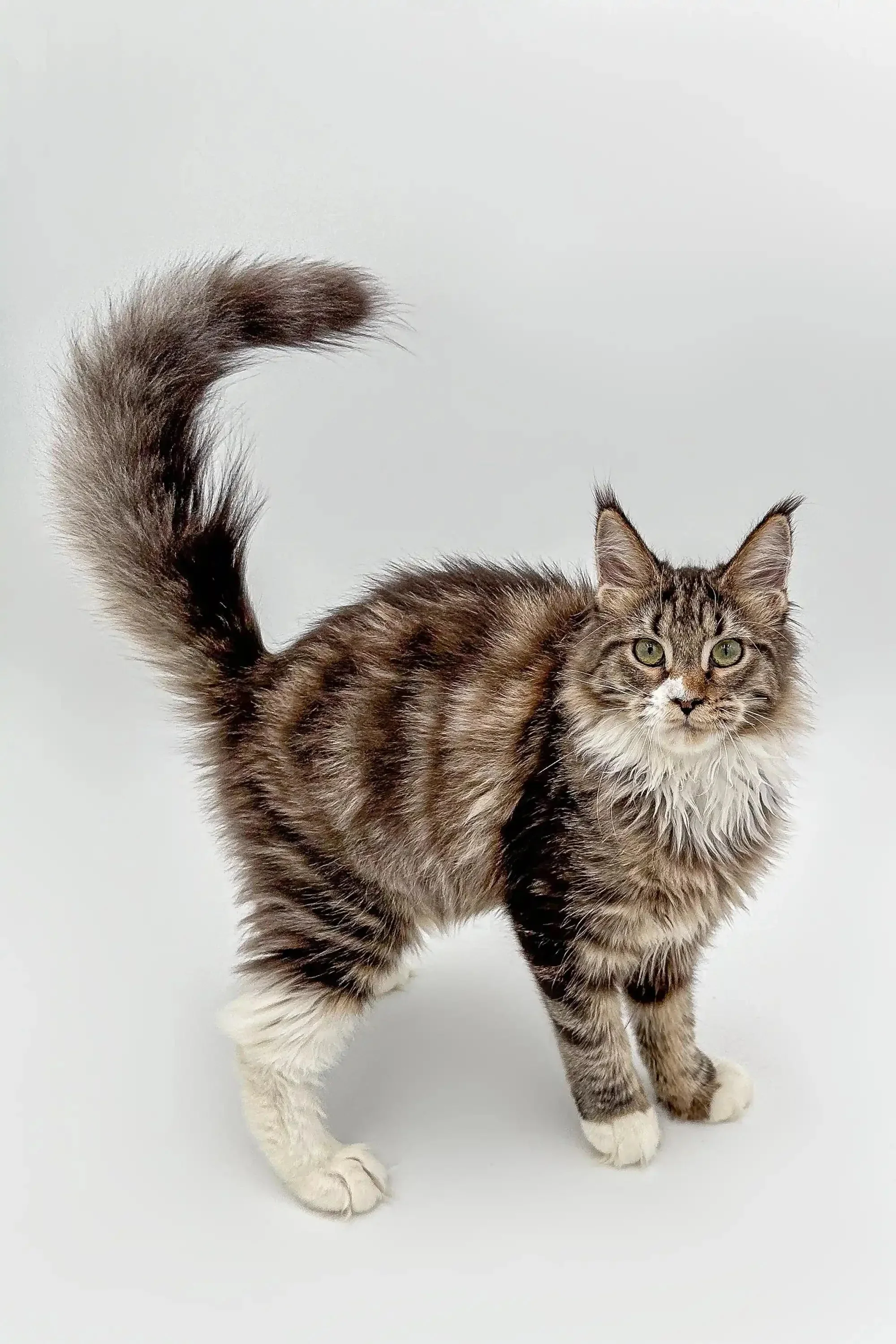 Weslia | Maine Coon Kitten - Image 9