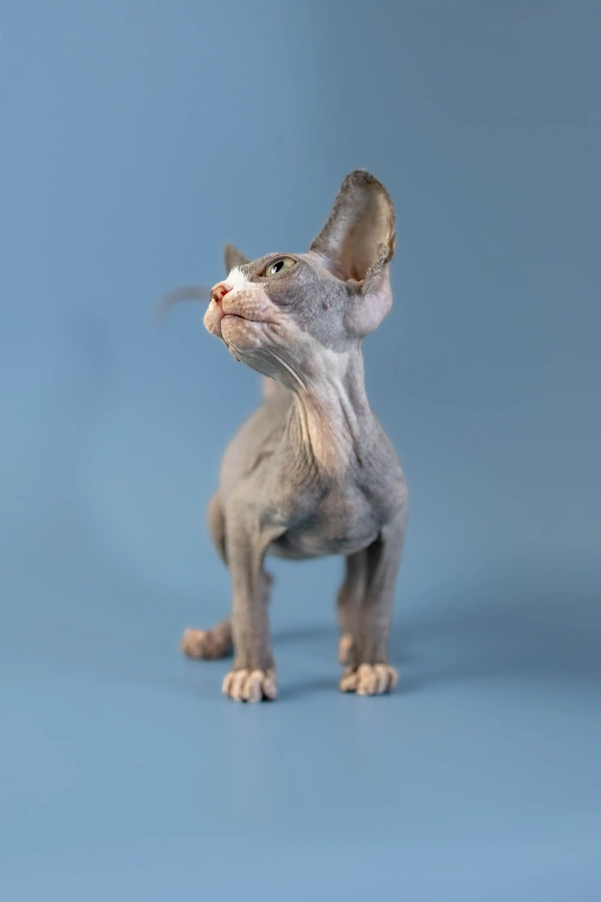 West | Canadian Sphynx Kitten - Image 5