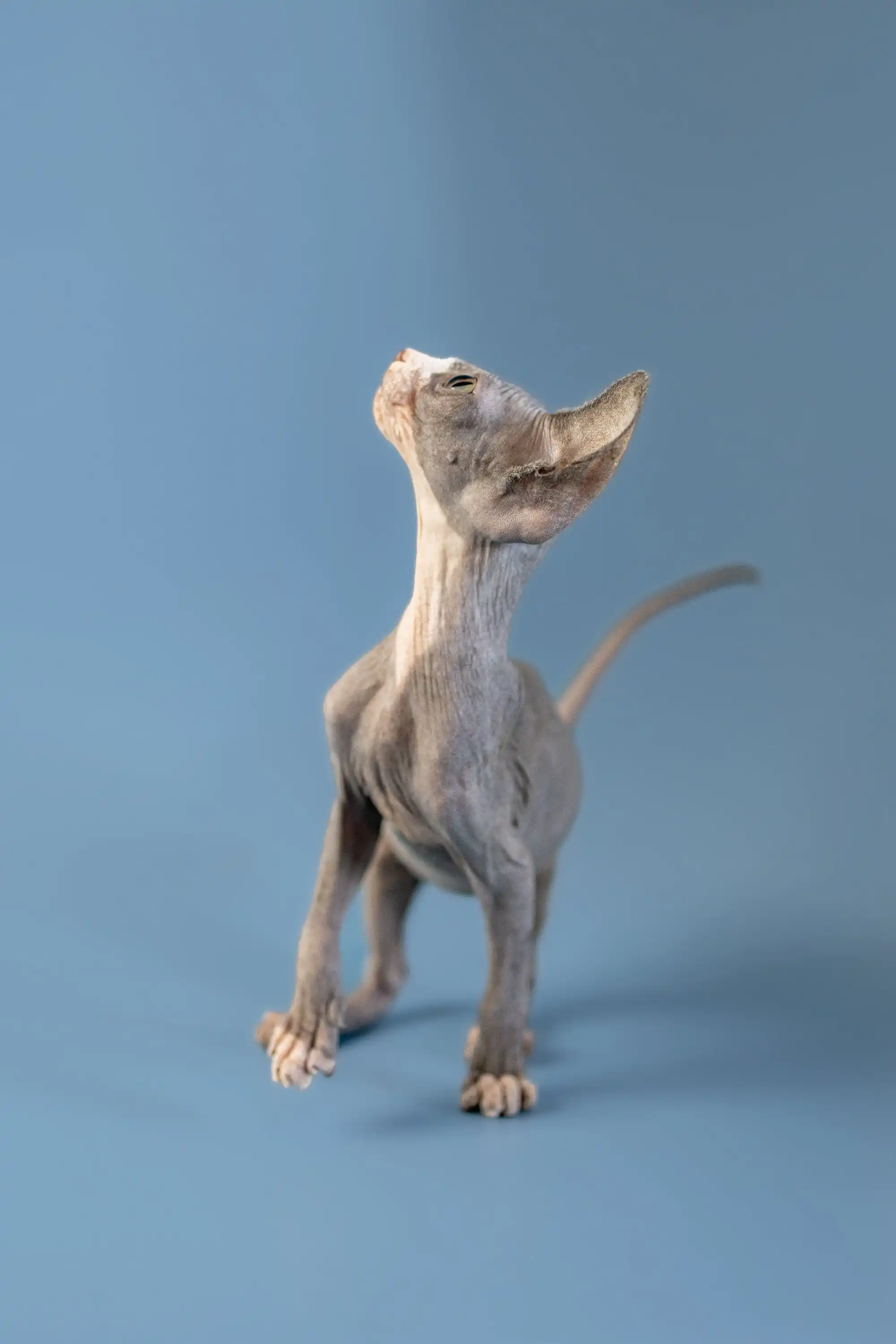 West | Canadian Sphynx Kitten - Image 6