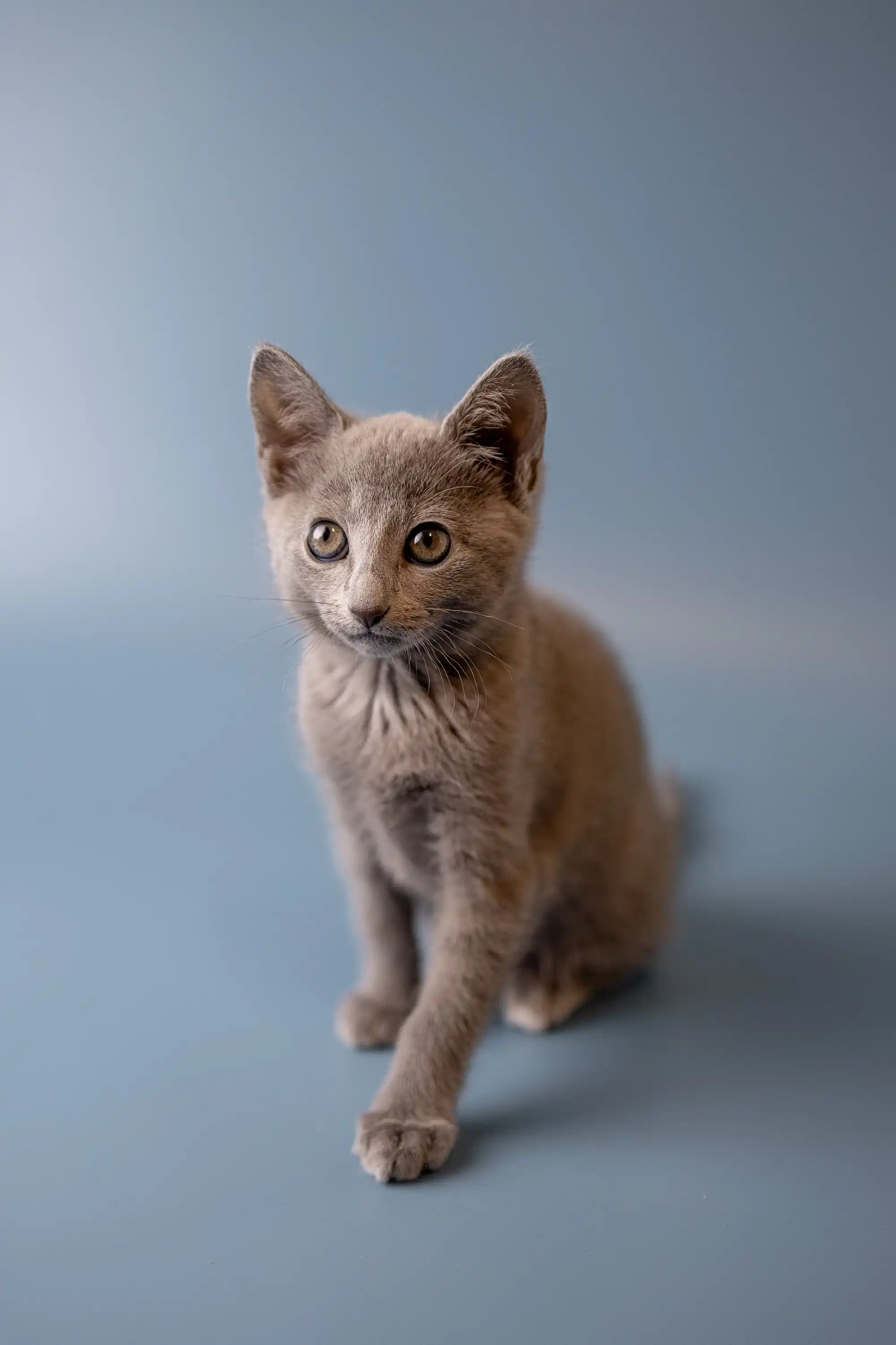 Westa | Russian Blue Kitten - Image 14