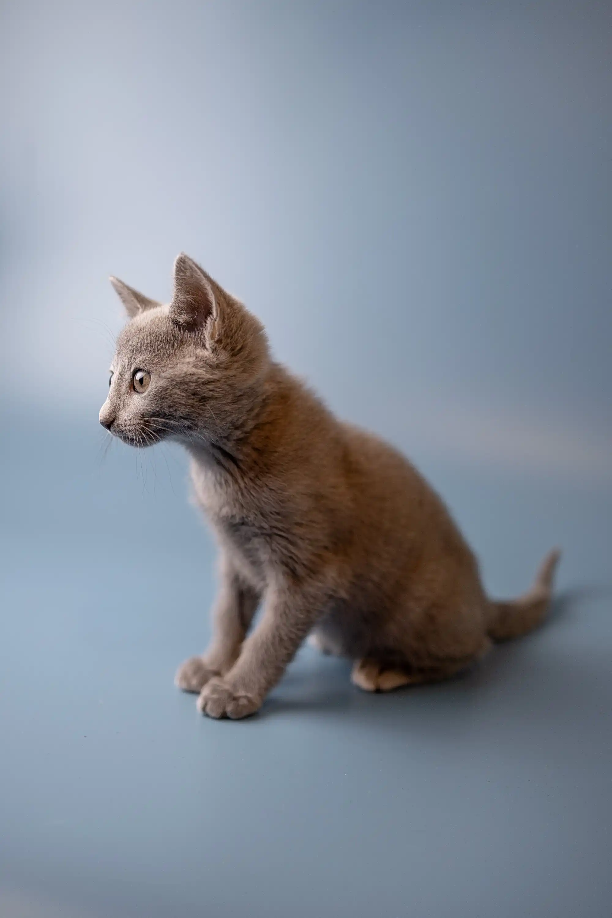Westa | Russian Blue Kitten - Image 2