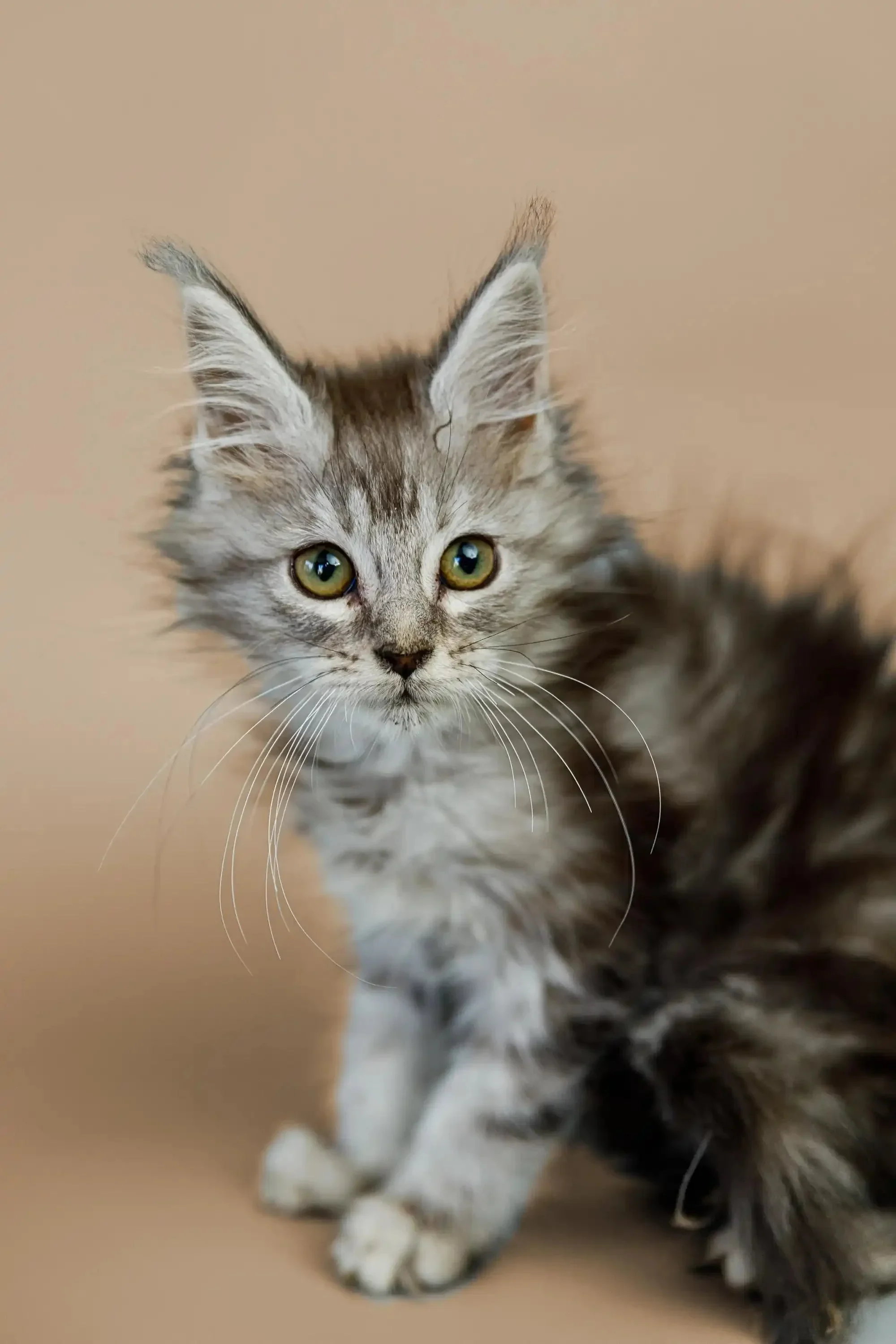 Whiskey | Maine Coon Kitten - Image 6