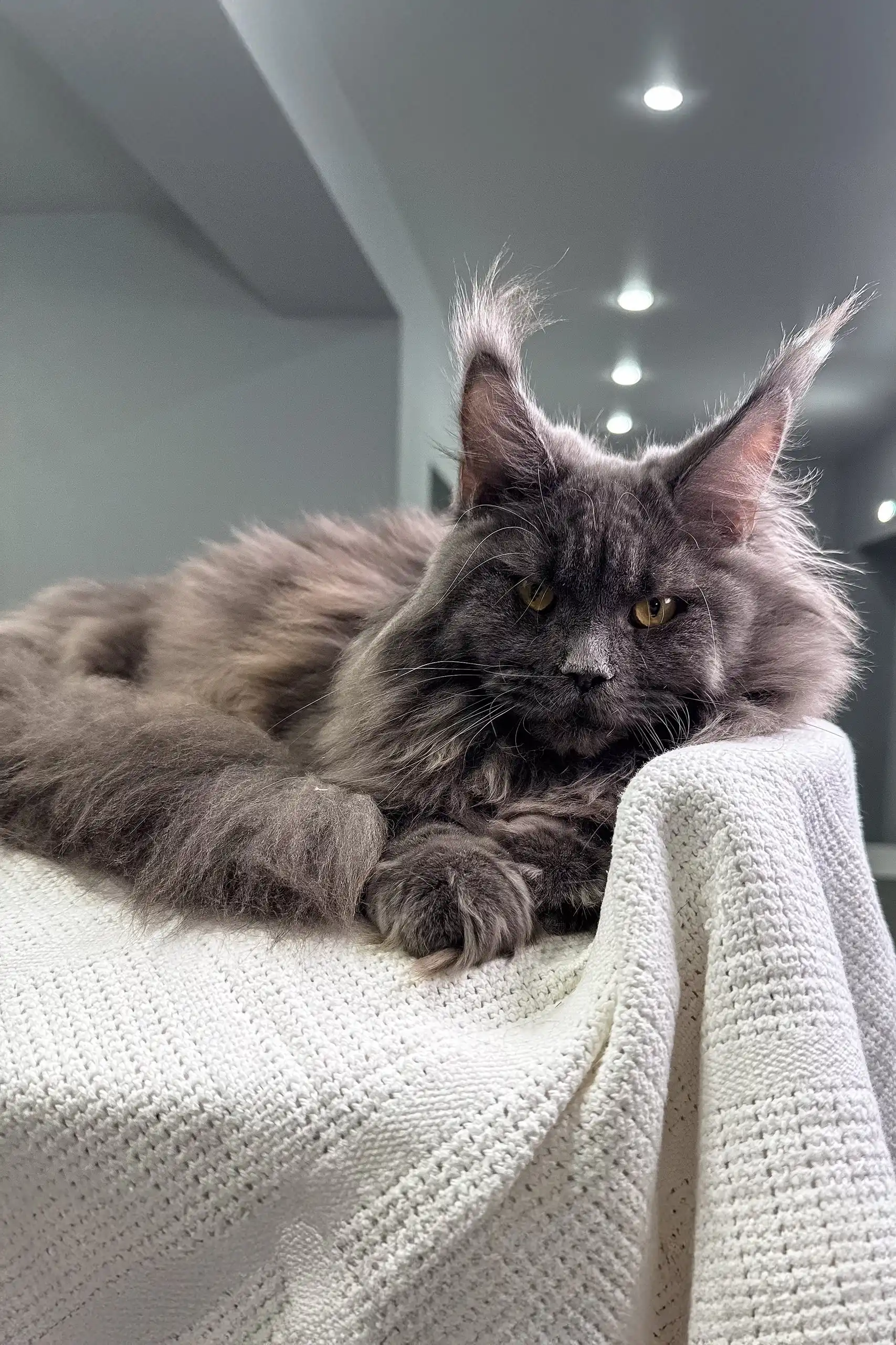 Whitney | Maine Coon Kitten - Image 3
