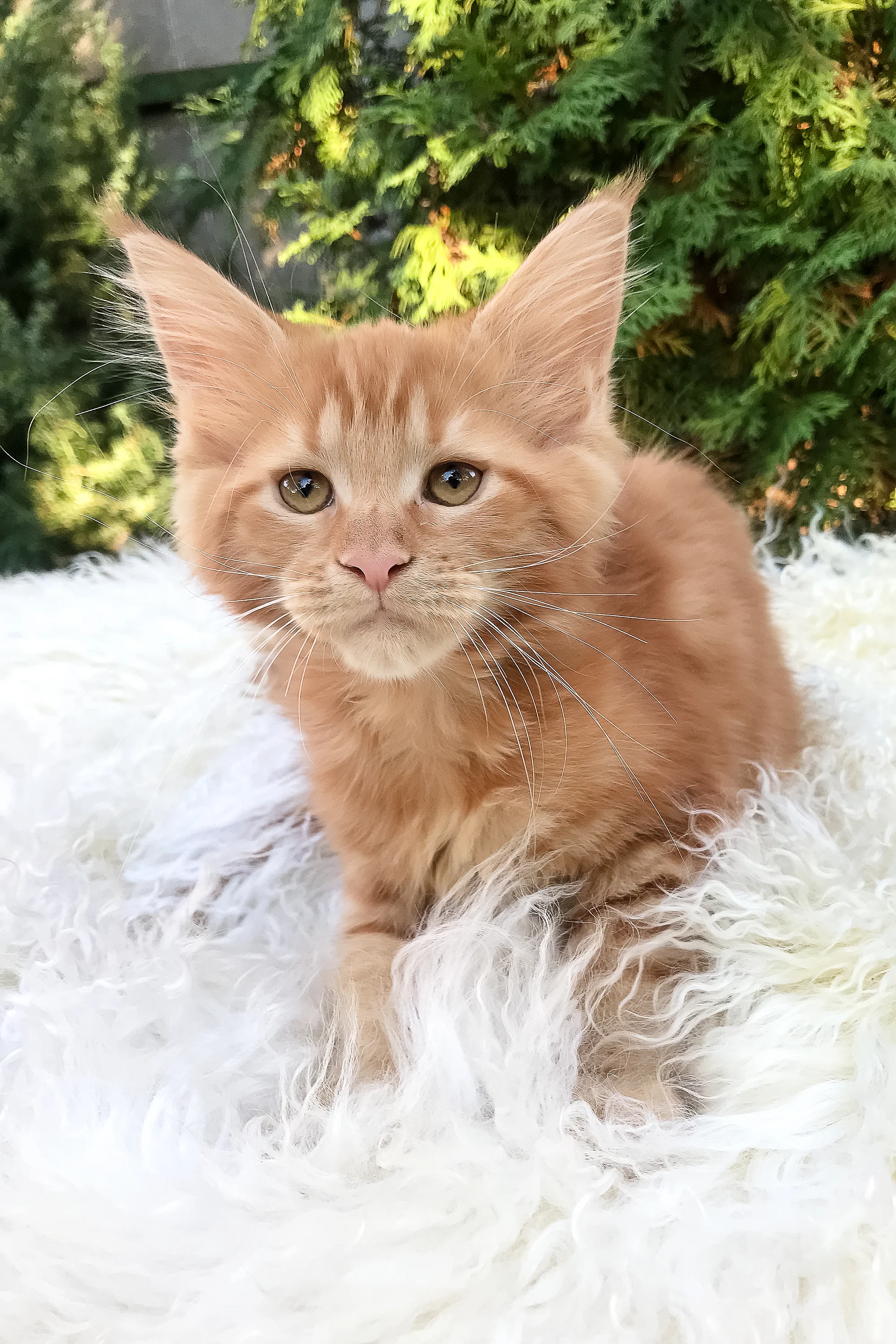 Whitney | Maine Coon Kitten - Image 3