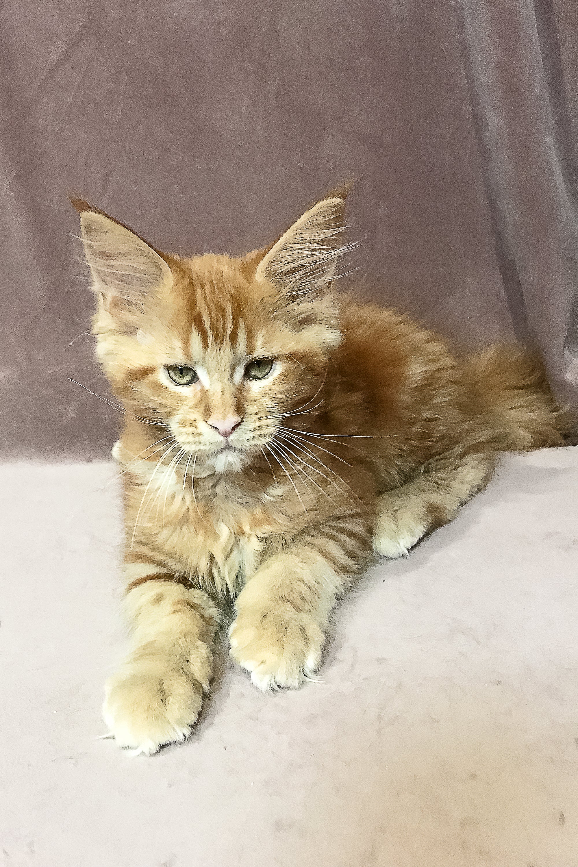 Whitney | Maine Coon Kitten - Image 5