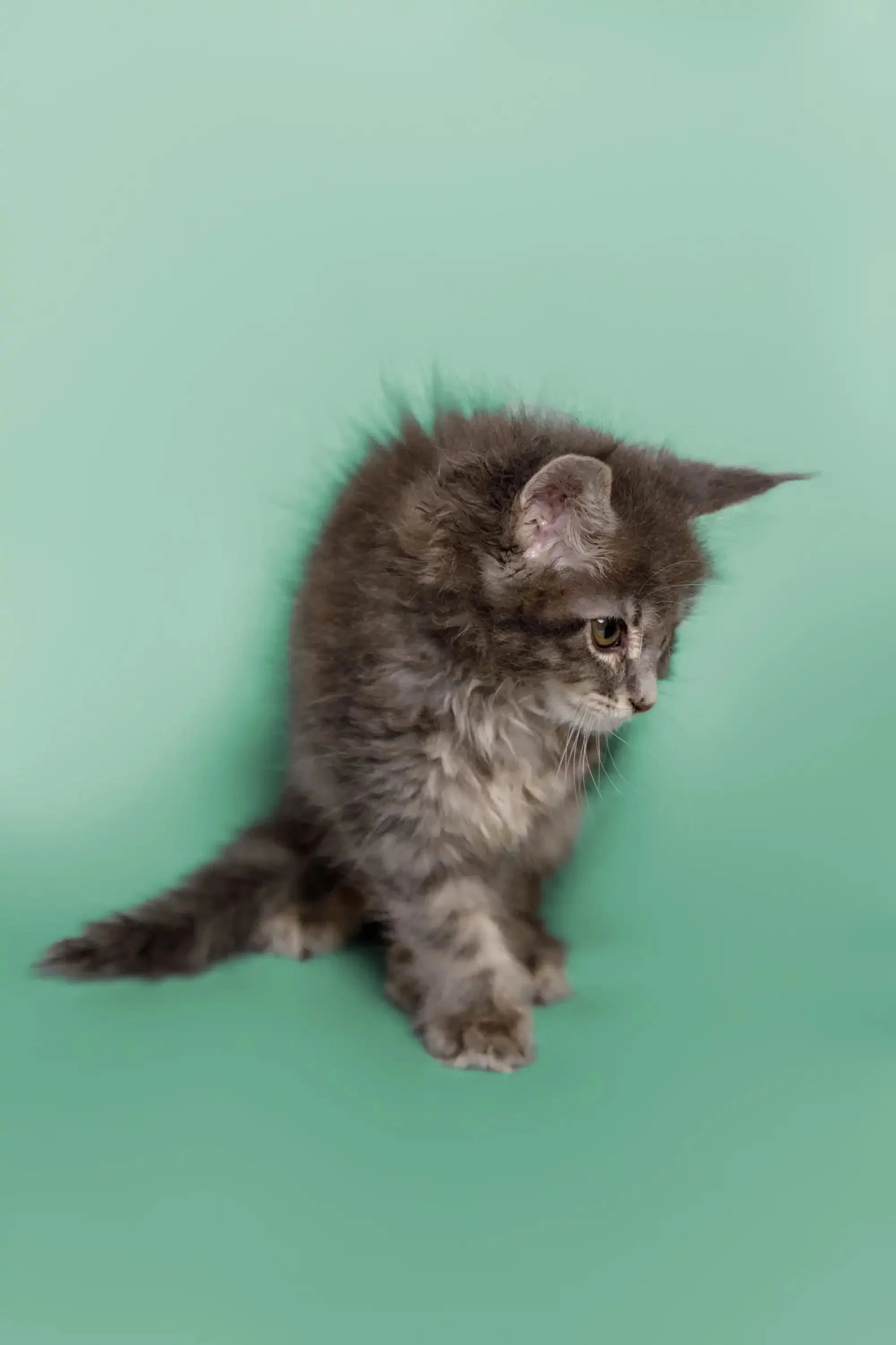 Wicky | Maine Coon Kitten - Image 5