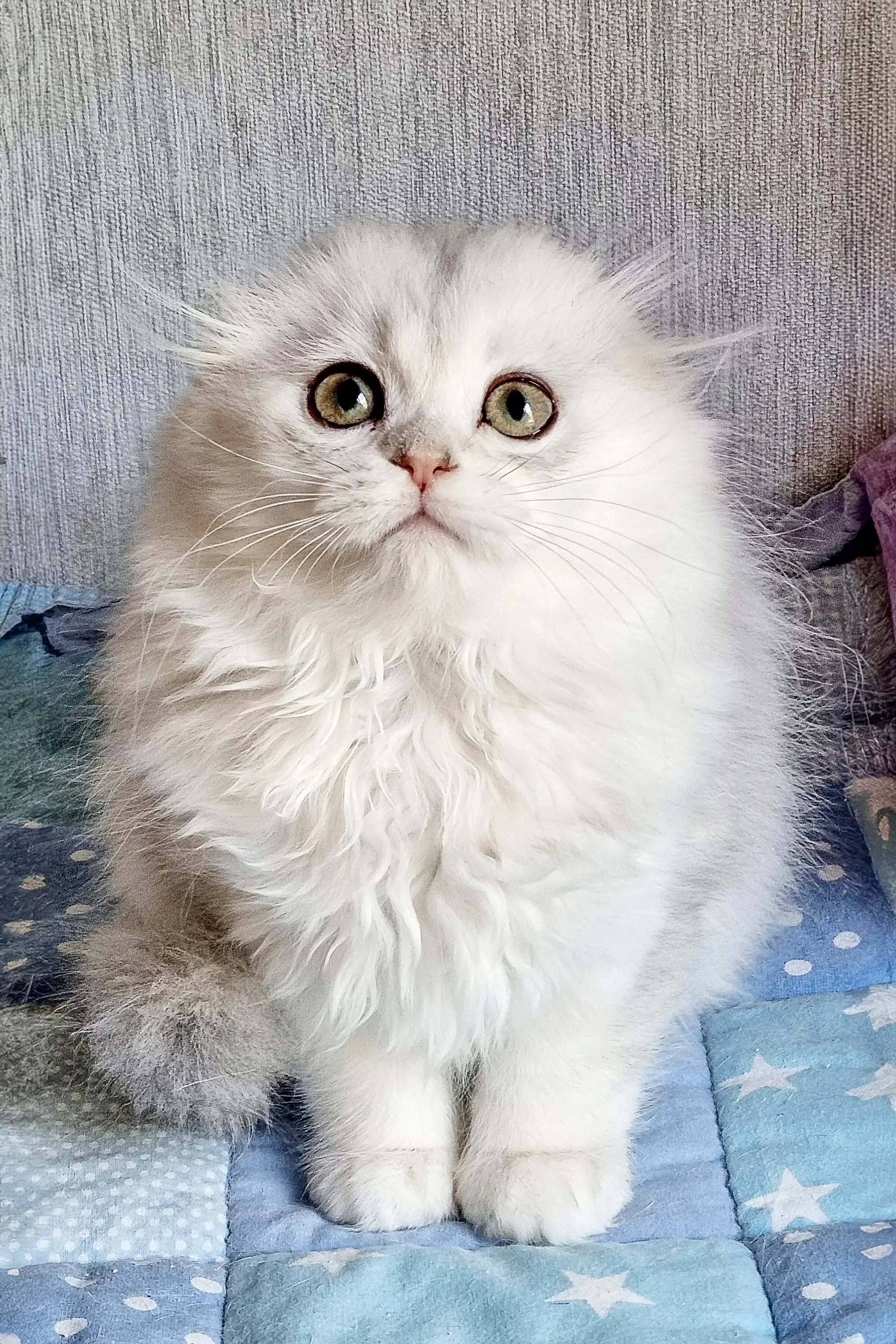 Willard | Scottish Fold Kitten - Image 5