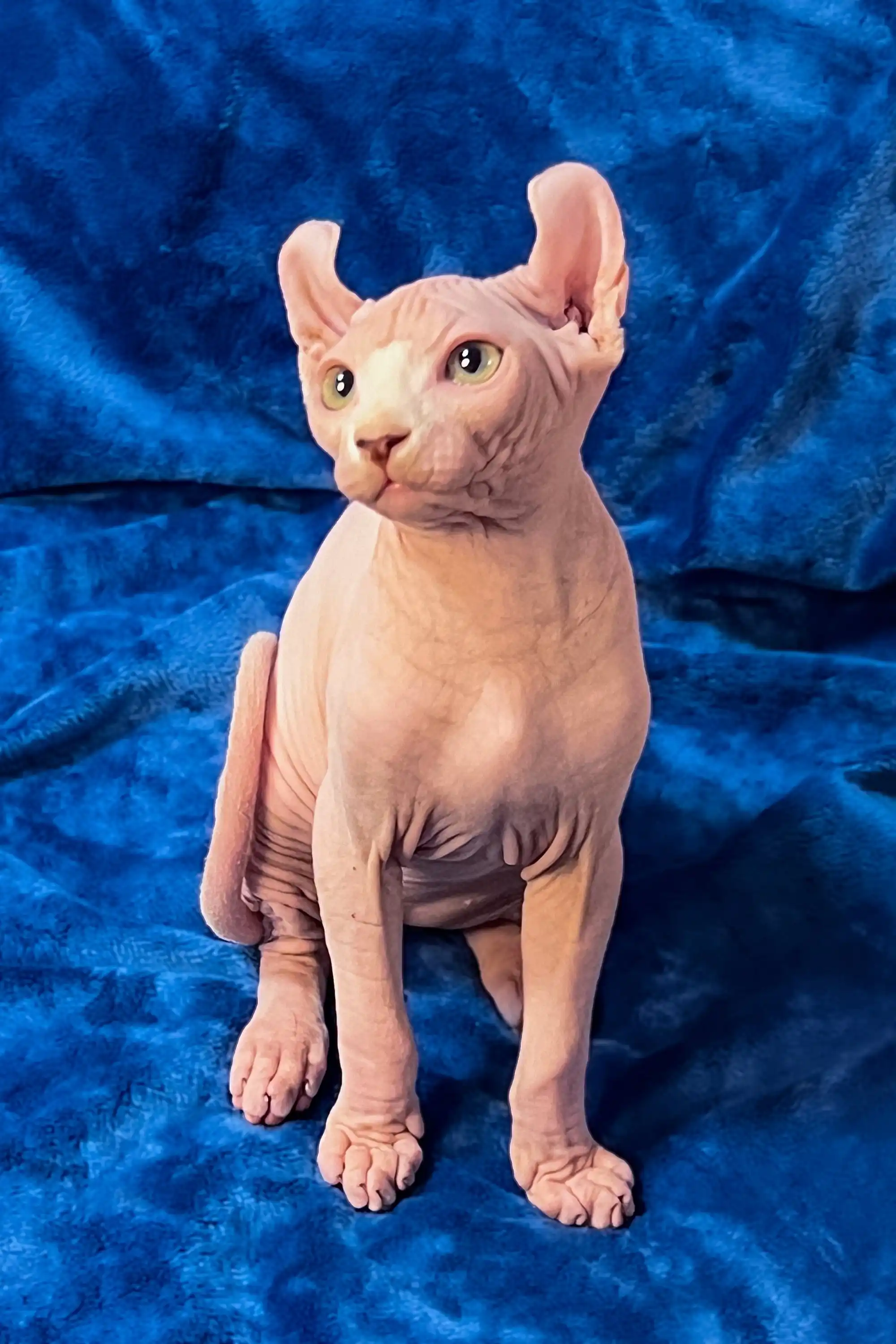 William | Elf Sphynx Kitten - Image 8