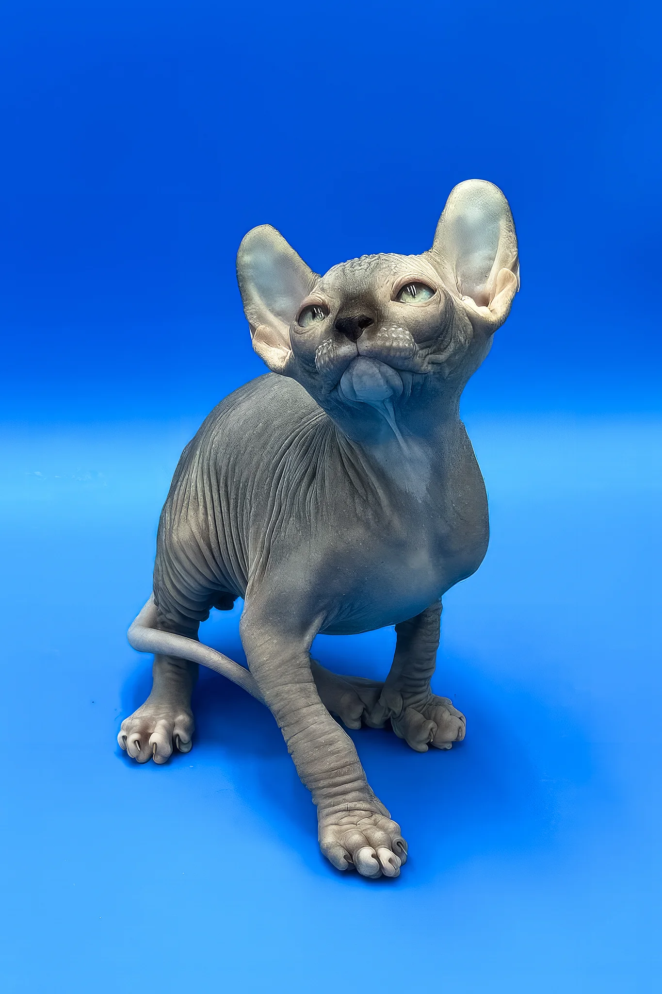 Willis | Elf Sphynx Kitten - Image 2
