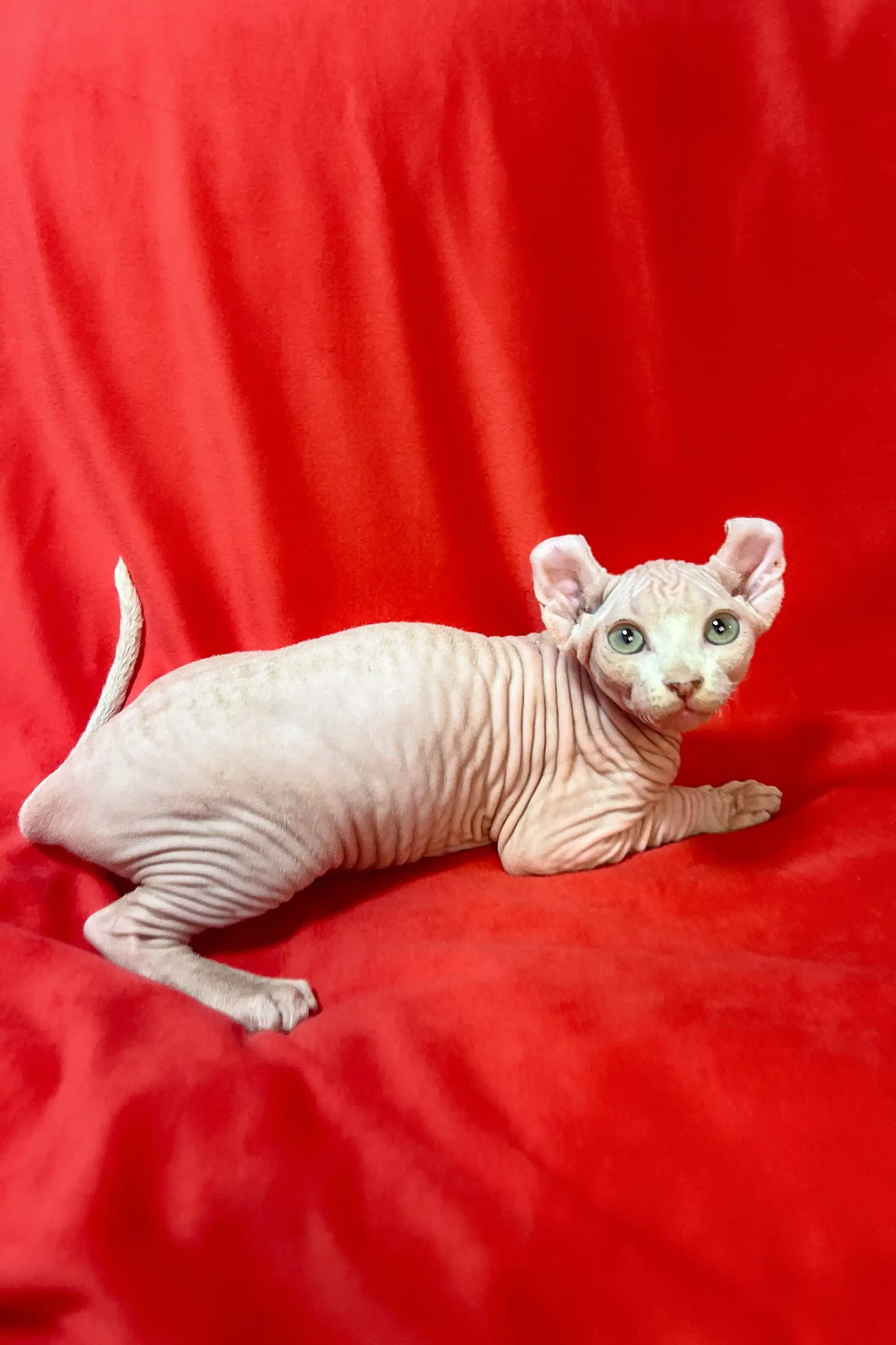 Wilma | Elf Kitten - Image 3