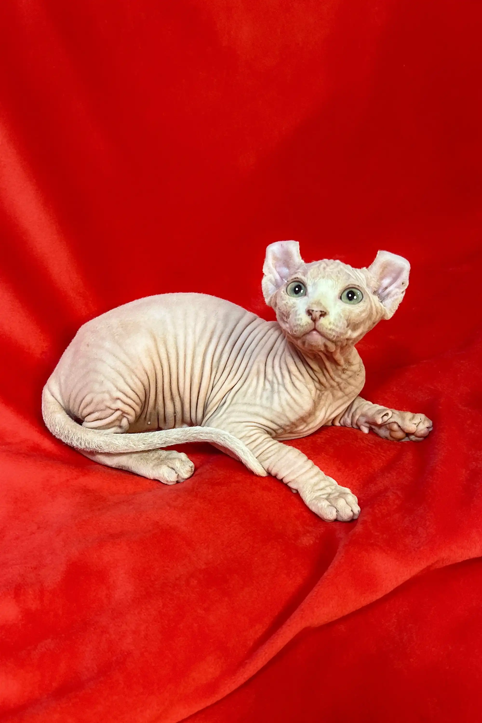 Wilma | Elf Kitten - Image 7