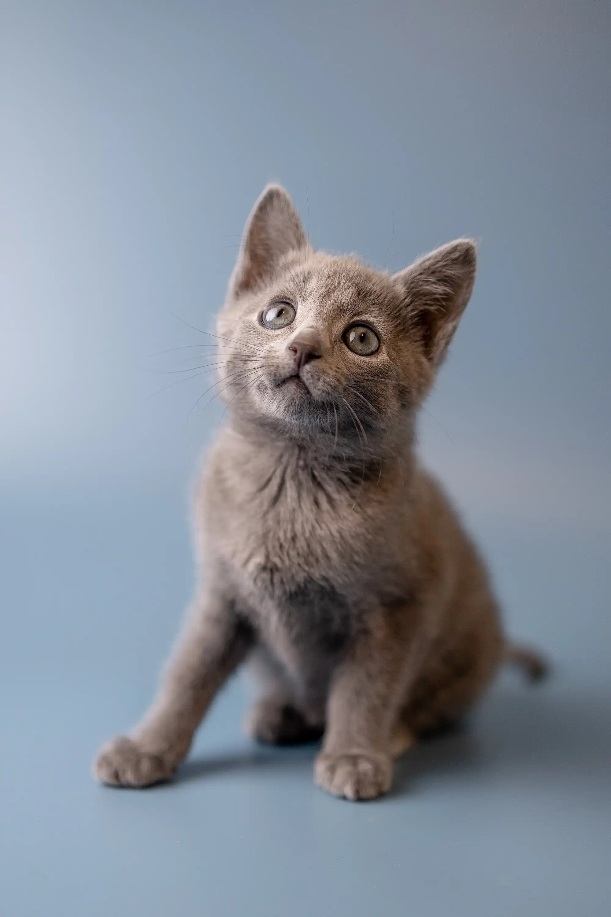 Wilma | Russian Blue Kitten - Image 13