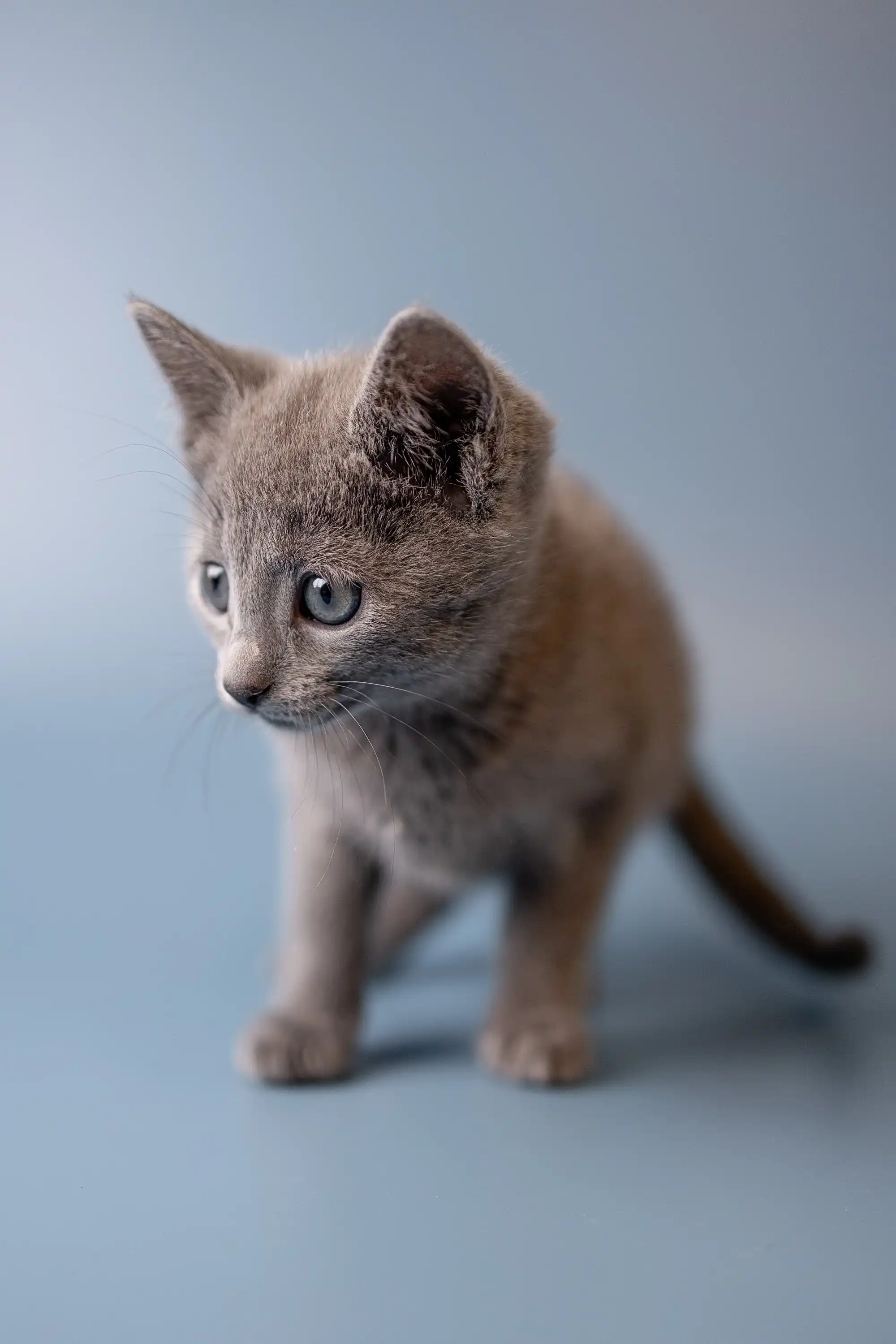 Wilma | Russian Blue Kitten - Image 15